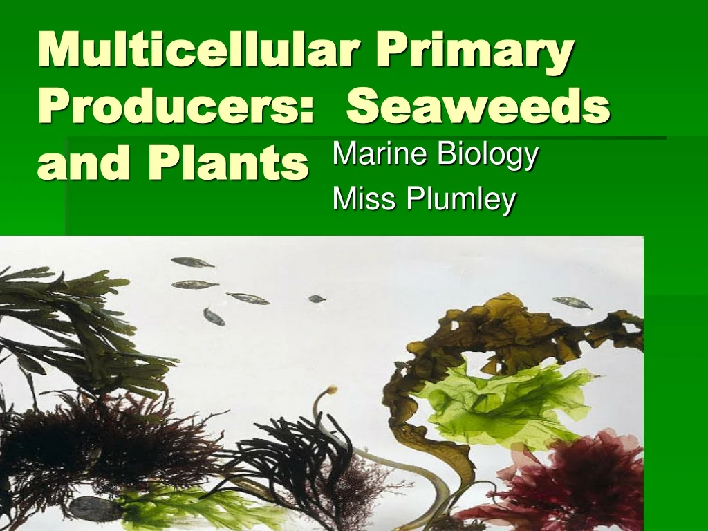PPT Multicellular Primary Producers Seaweeds and Plants