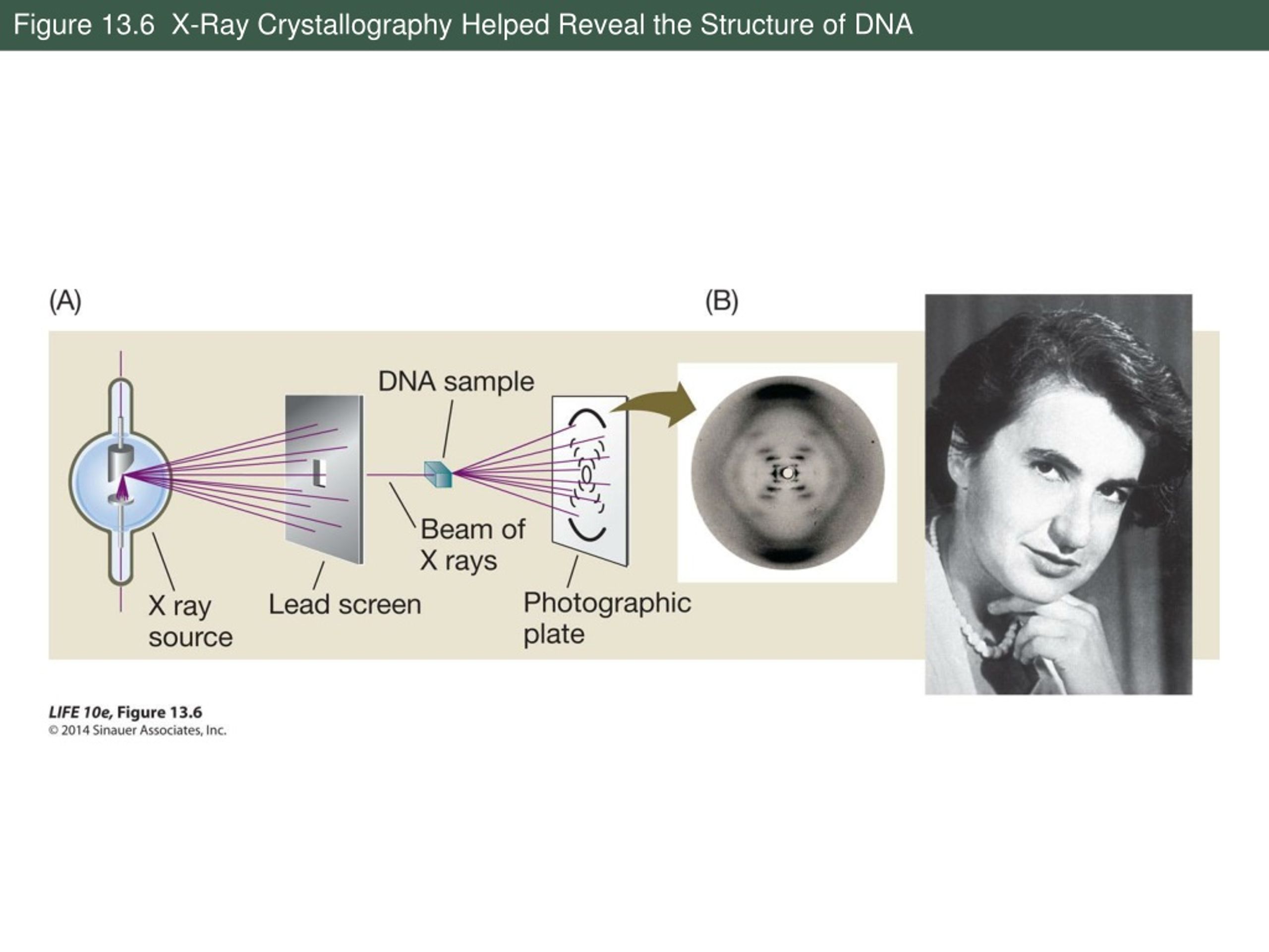 PPT - DNA And Its Role In Heredity PowerPoint Presentation, Free ...