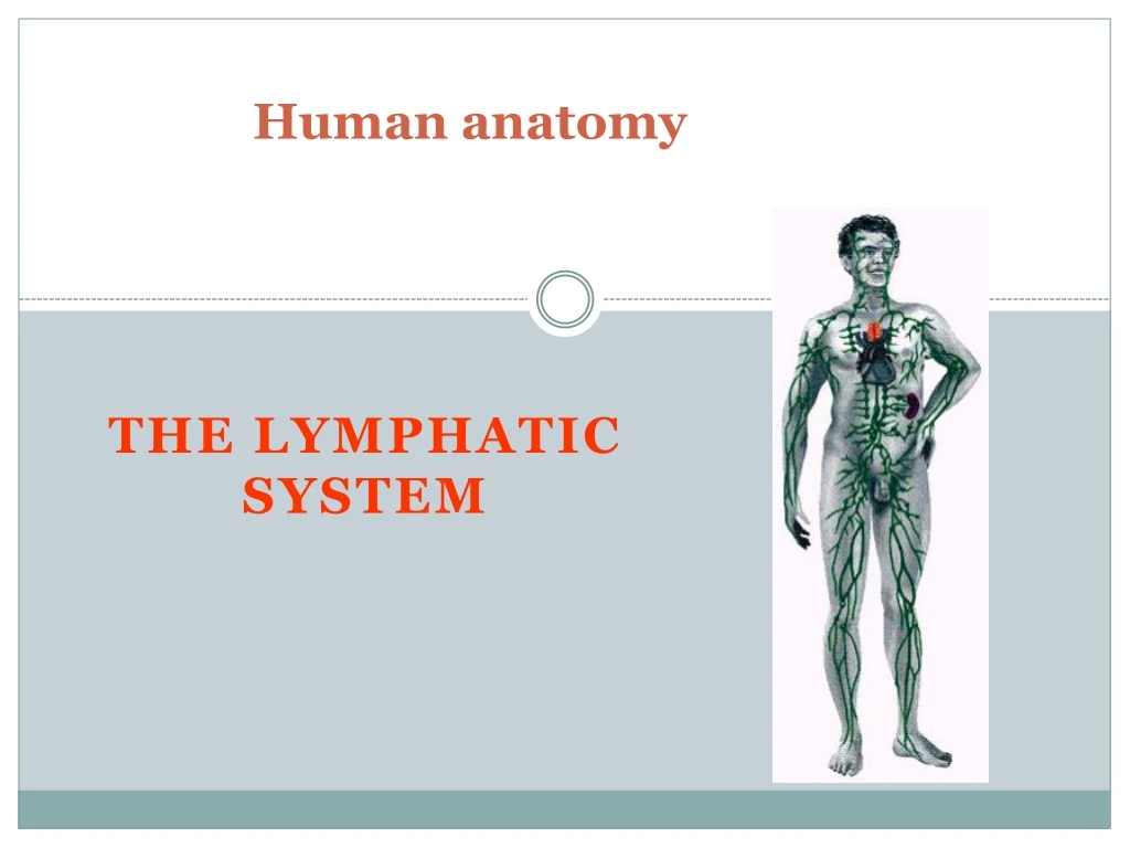 Ppt Human Anatomy Powerpoint Presentation Free Download Id9189806