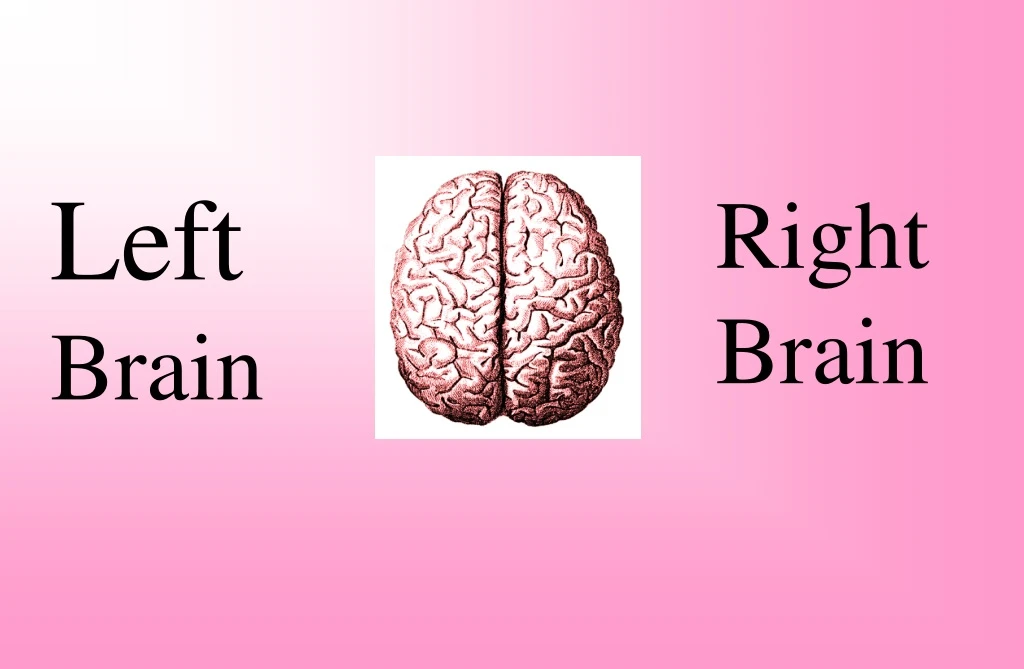 left brain n.