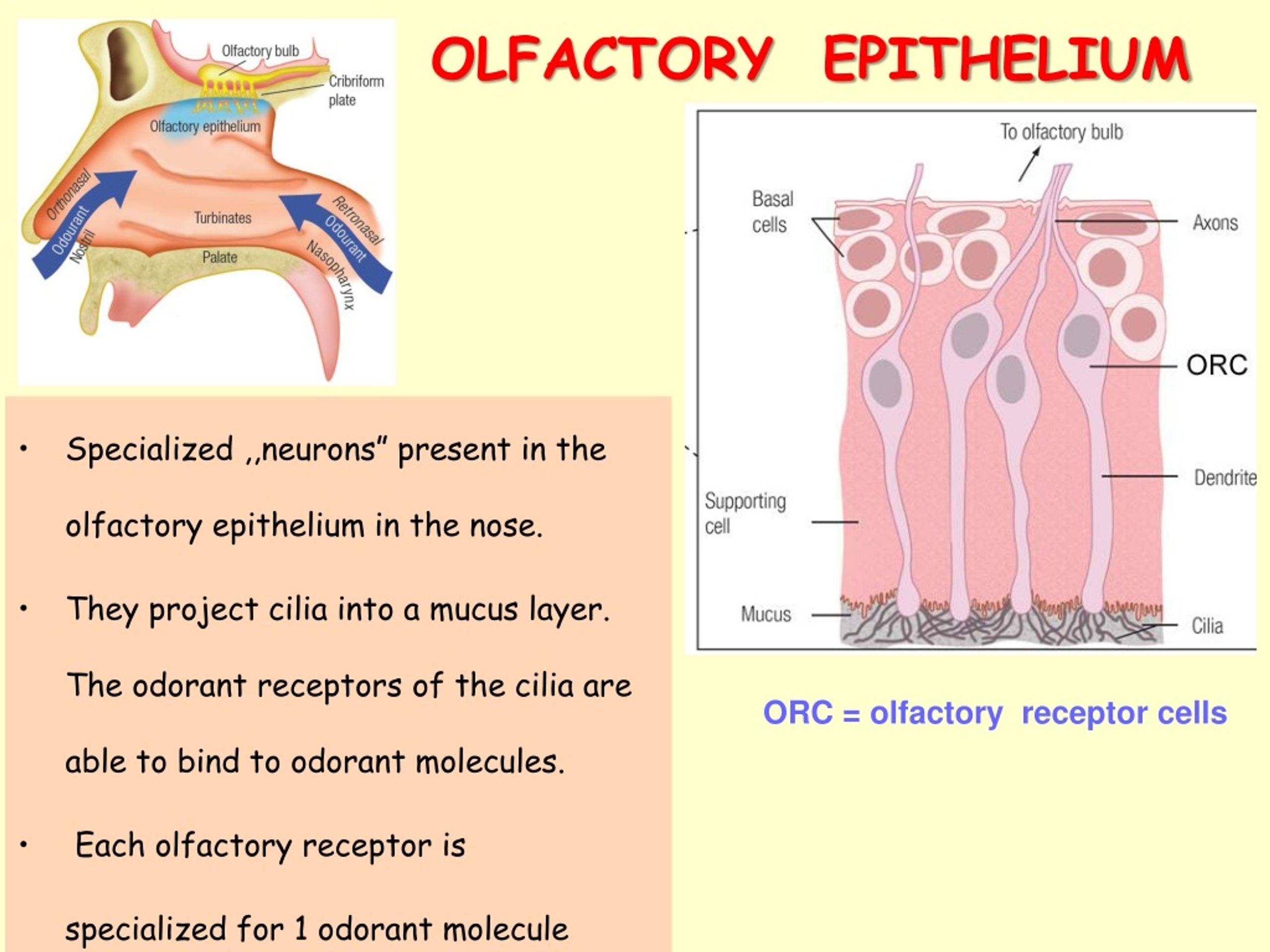 PPT - Olfactory and gustatory system PowerPoint Presentation, free ...