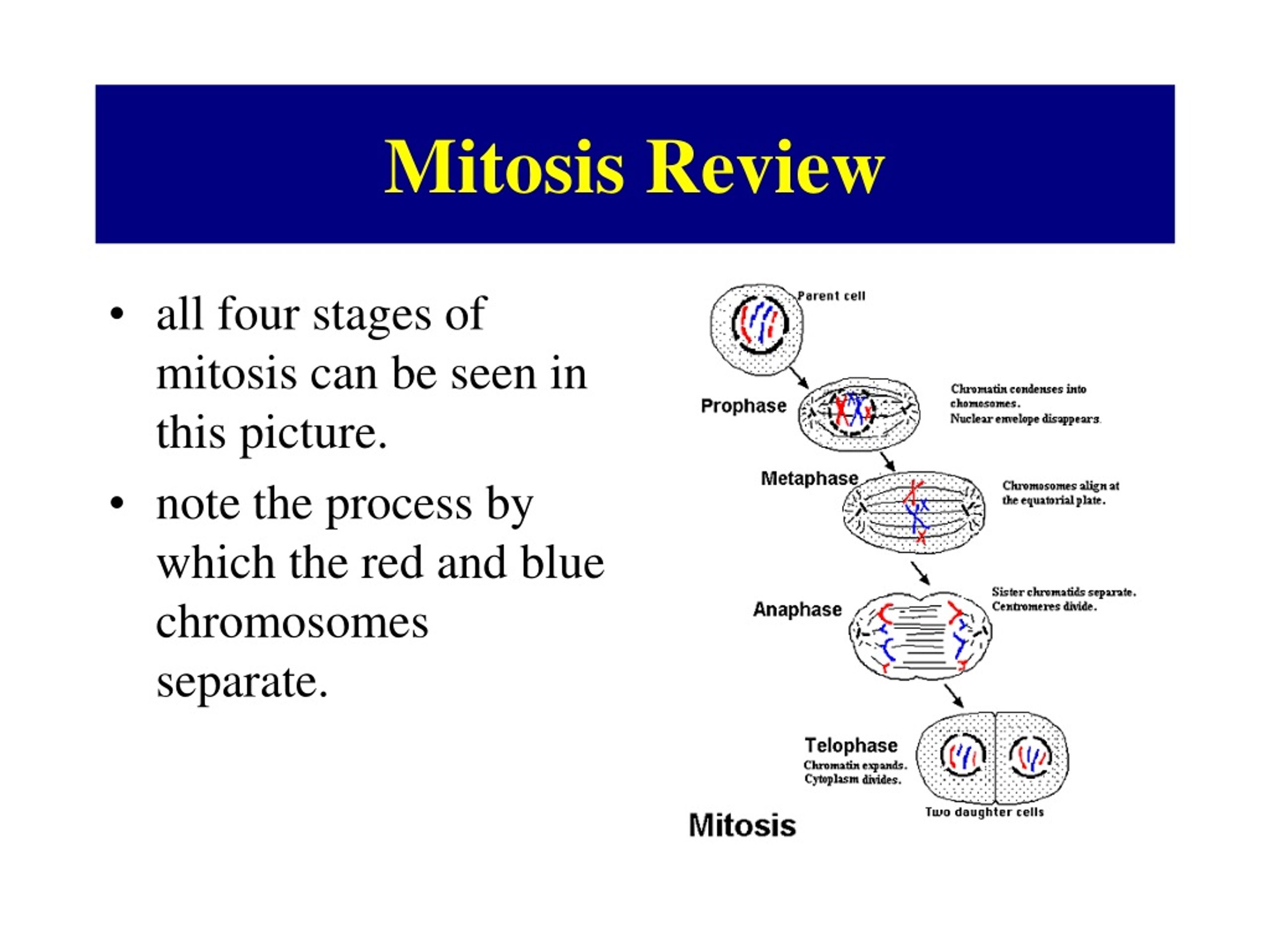 PPT - MITOTIC CELL DIVISION PowerPoint Presentation, Free Download - ID ...