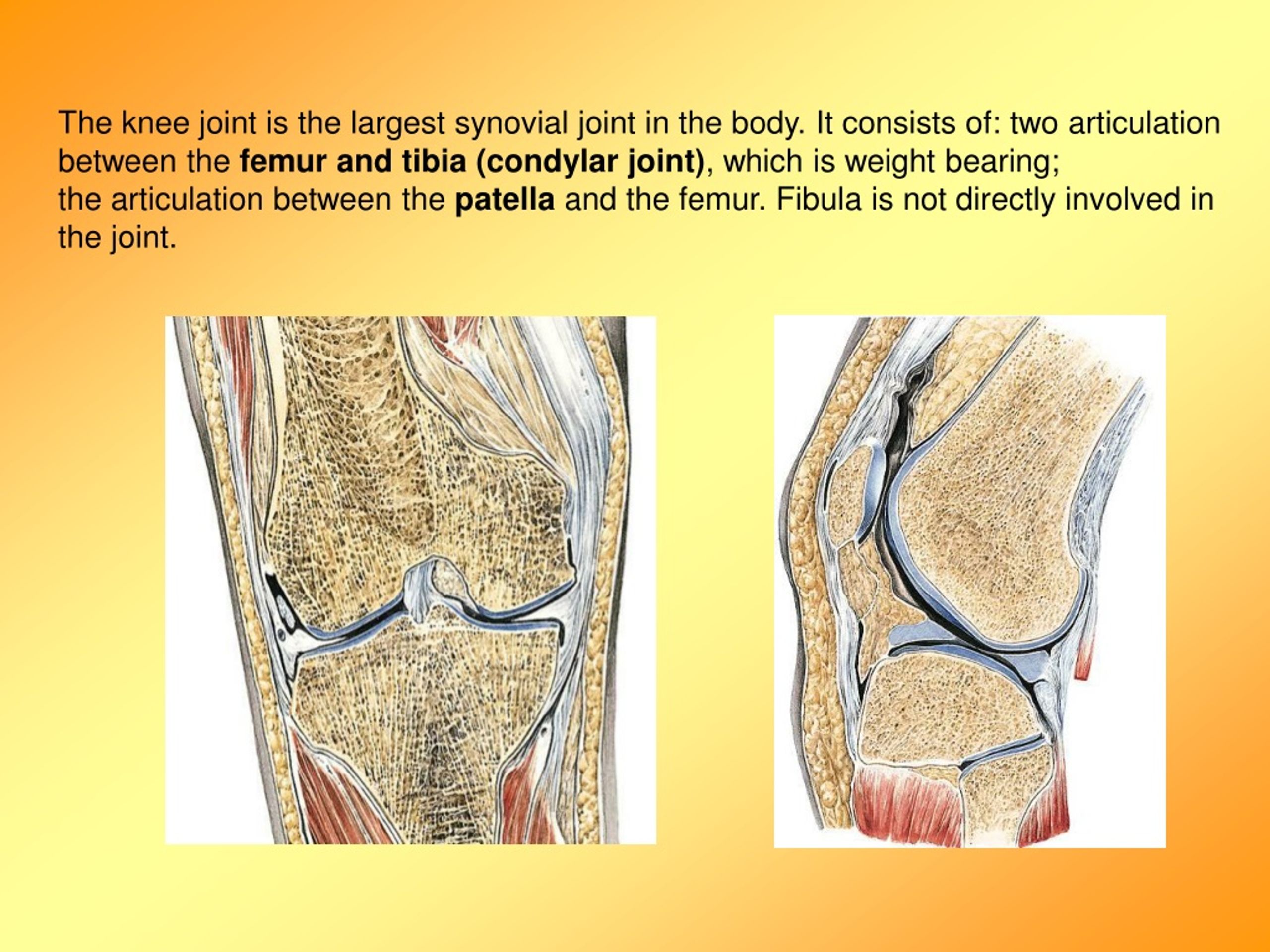 Ppt Knee Joint Muscles And Actions Of The Knee Powerpoint Presentation Id9192502 5167
