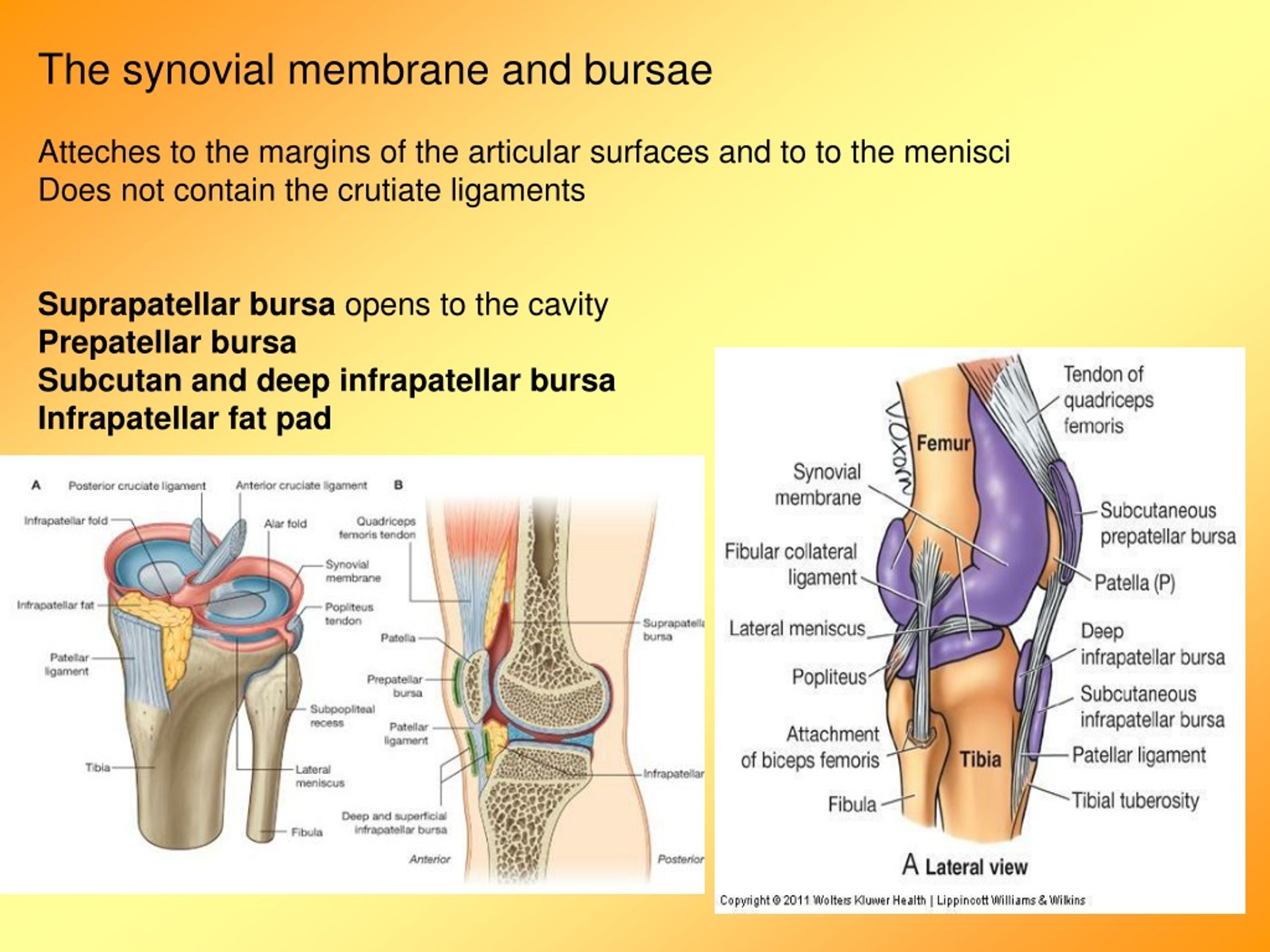 PPT - knee joint, muscles and actions of the knee PowerPoint ...