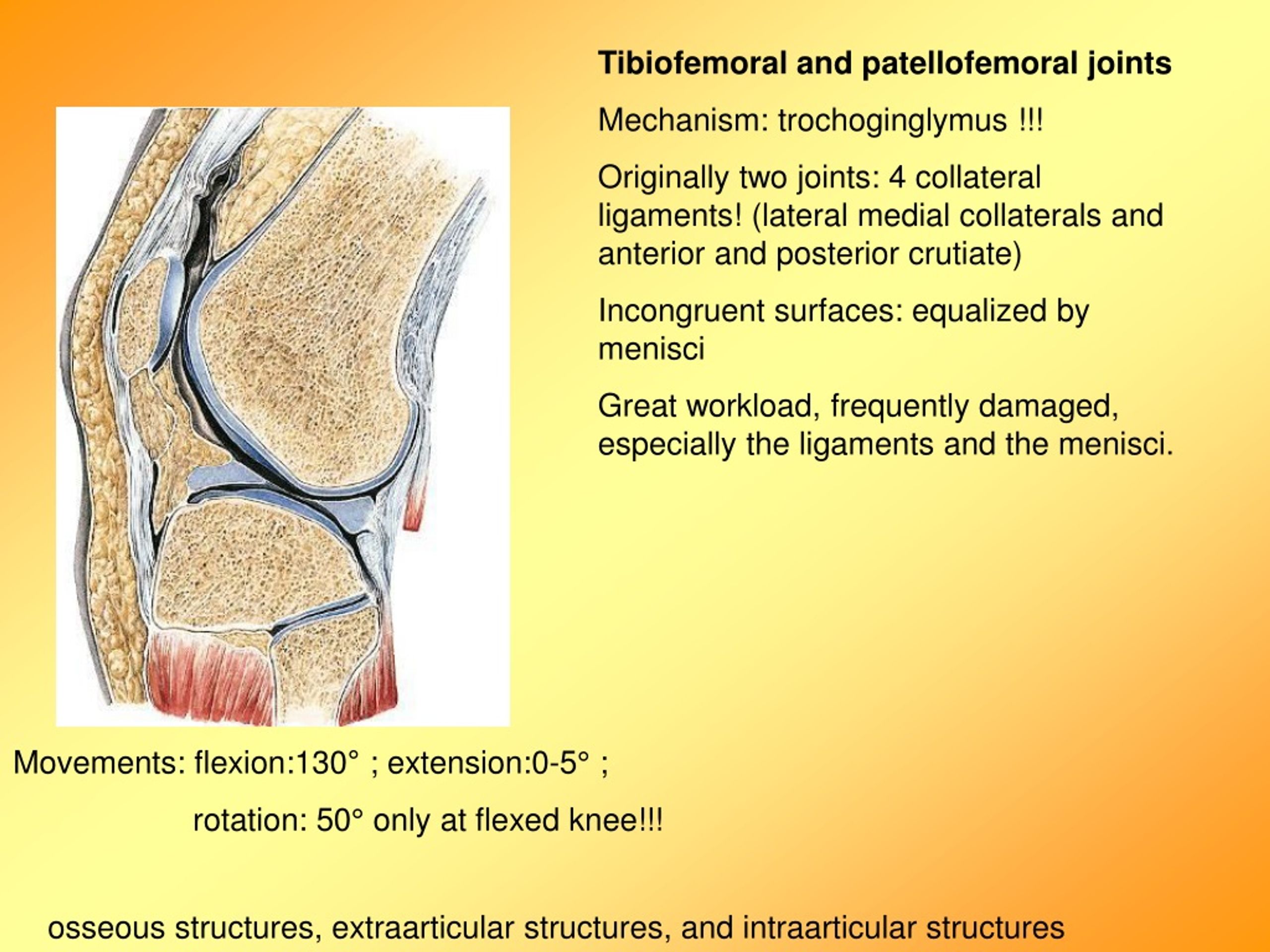 PPT - knee joint, muscles and actions of the knee PowerPoint ...