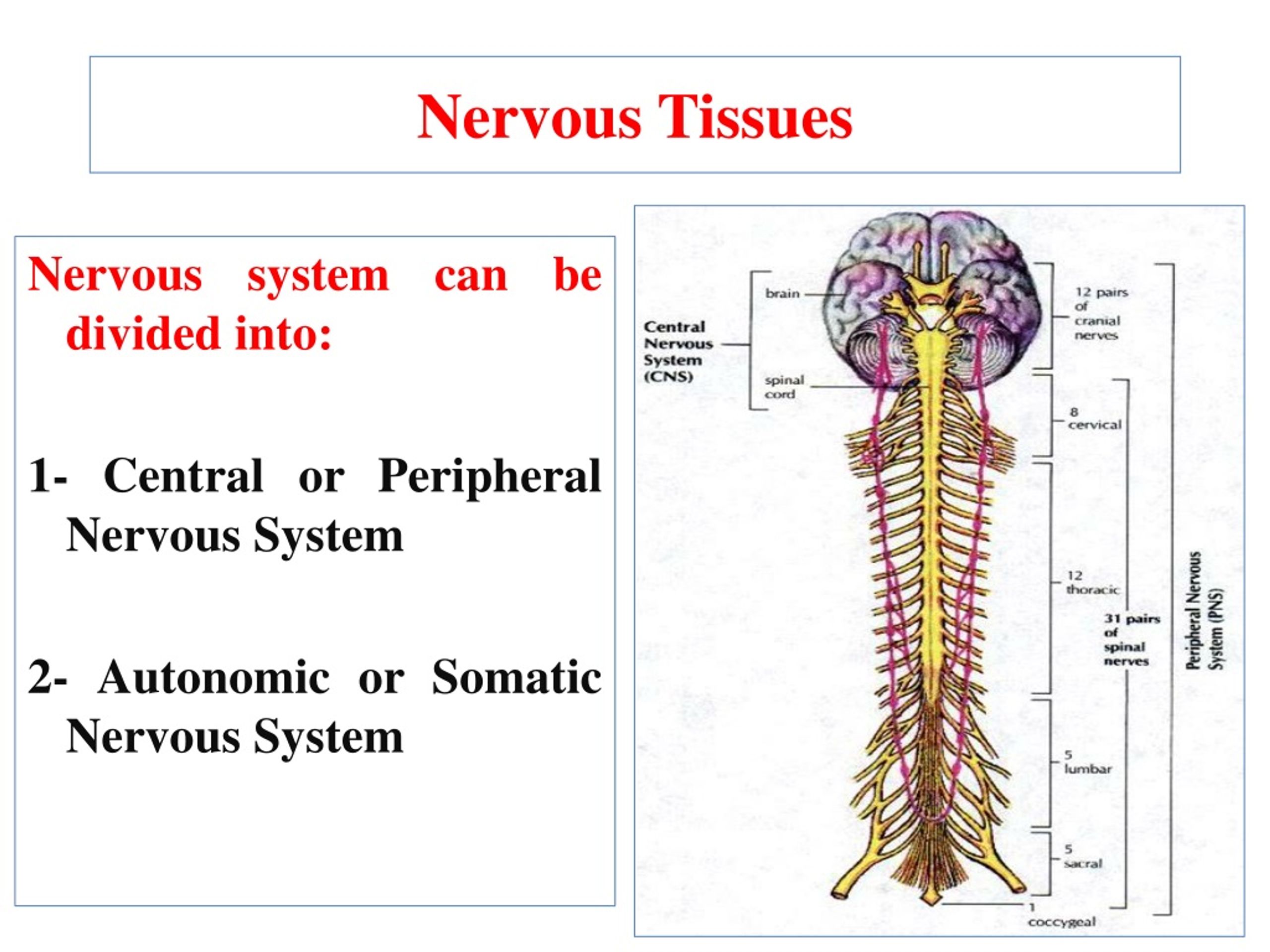 PPT - Nervous system can be divided into: 1- Central or Peripheral