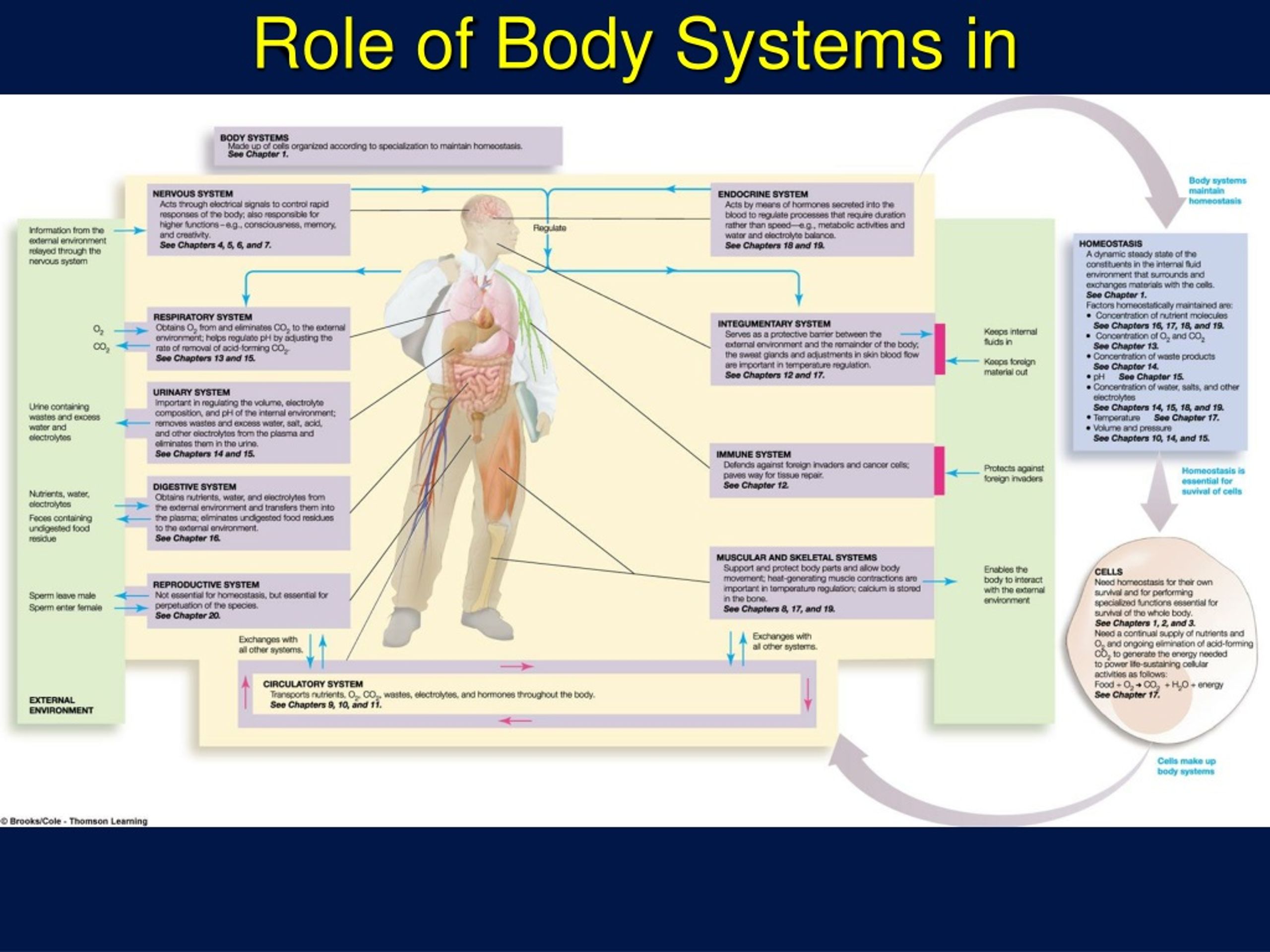 PPT - Introduction To Homeostasis PowerPoint Presentation, Free ...