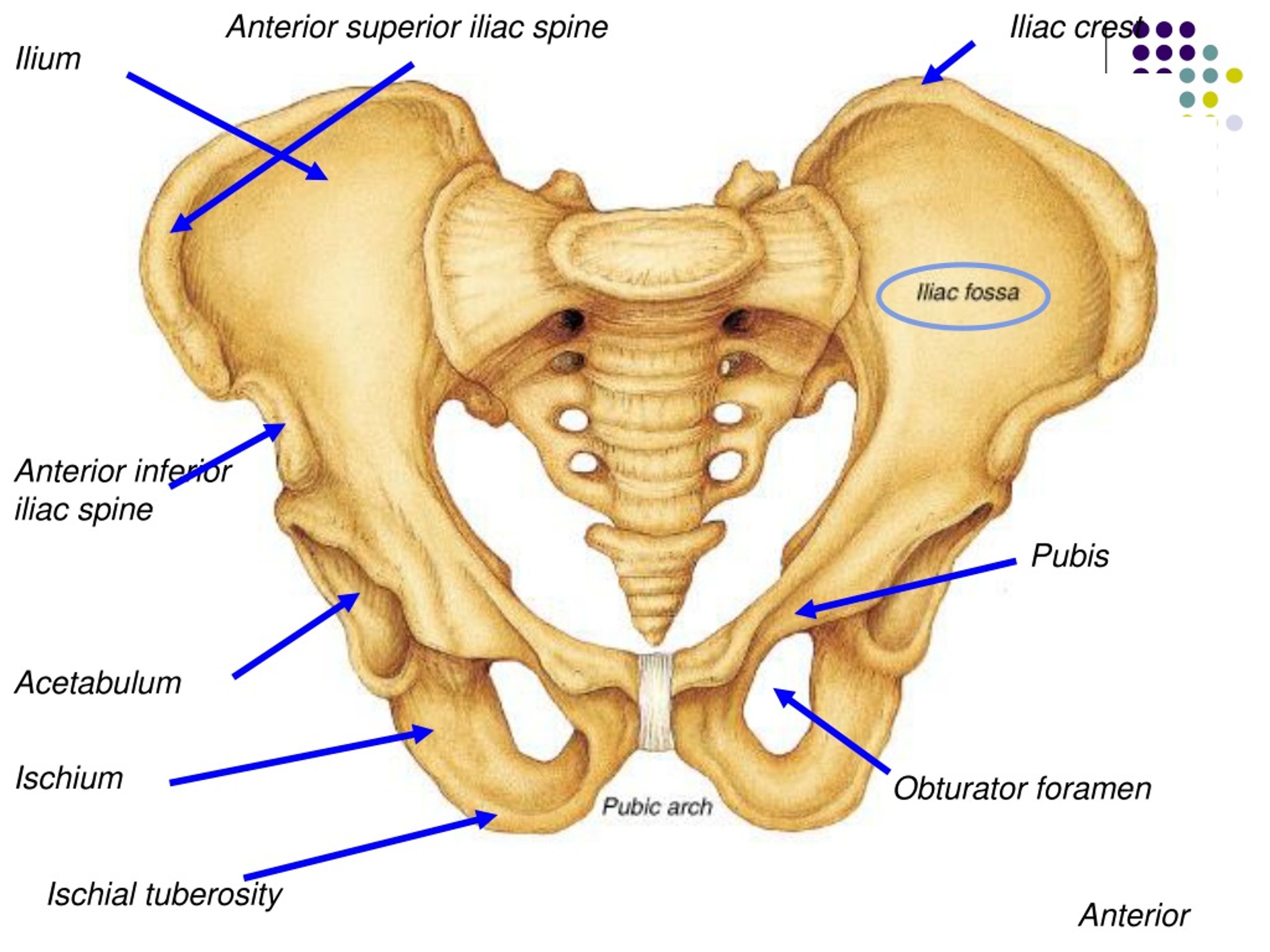 PPT - Bones of the Lower Limb PowerPoint Presentation, free download ...