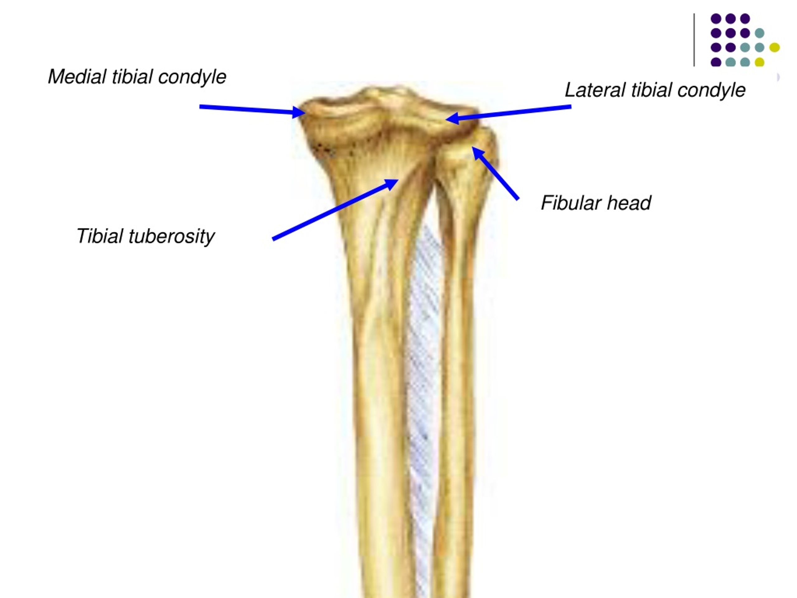 Ppt Bones Of The Lower Limb Powerpoint Presentation Free Download