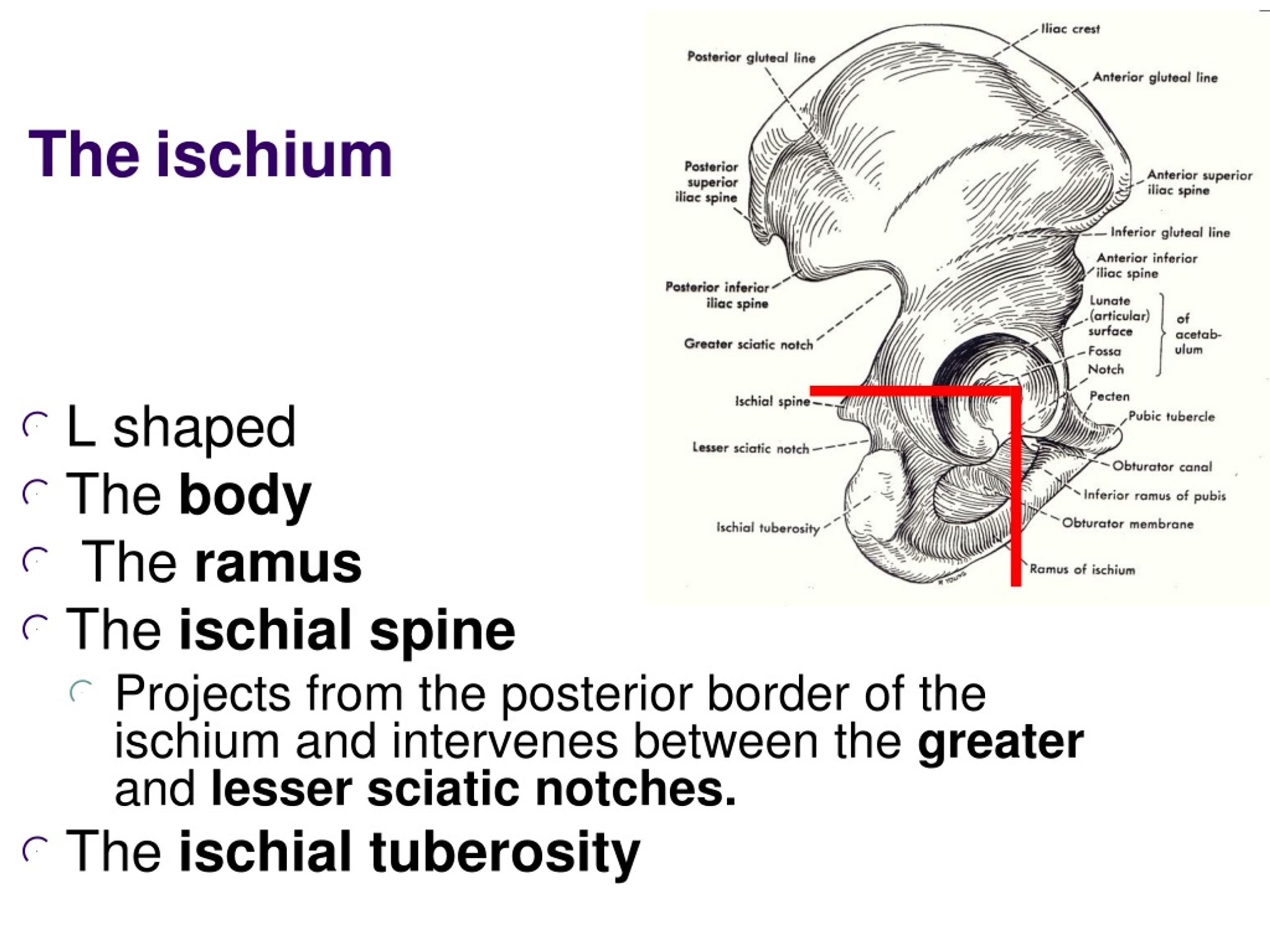 PPT - Bones Of The Lower Limb PowerPoint Presentation, Free Download ...