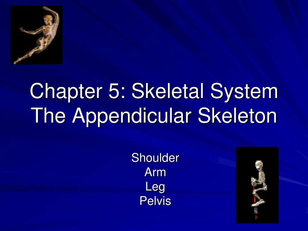 Ppt Chapter 5 Skeletal System The Appendicular Skeleton Powerpoint