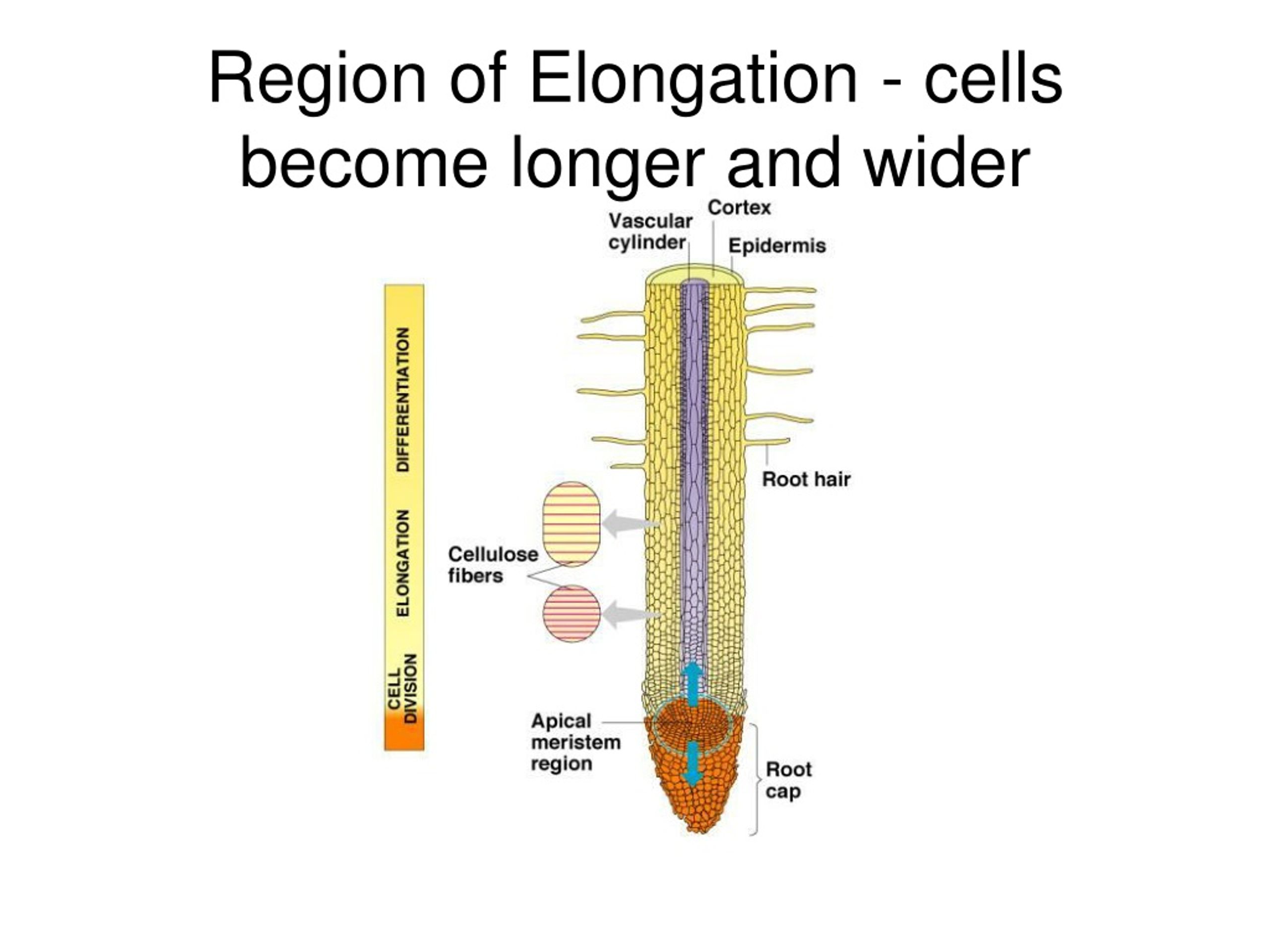 Plant body. Cell elongation. Elongation. Calculate of Cell elongation.