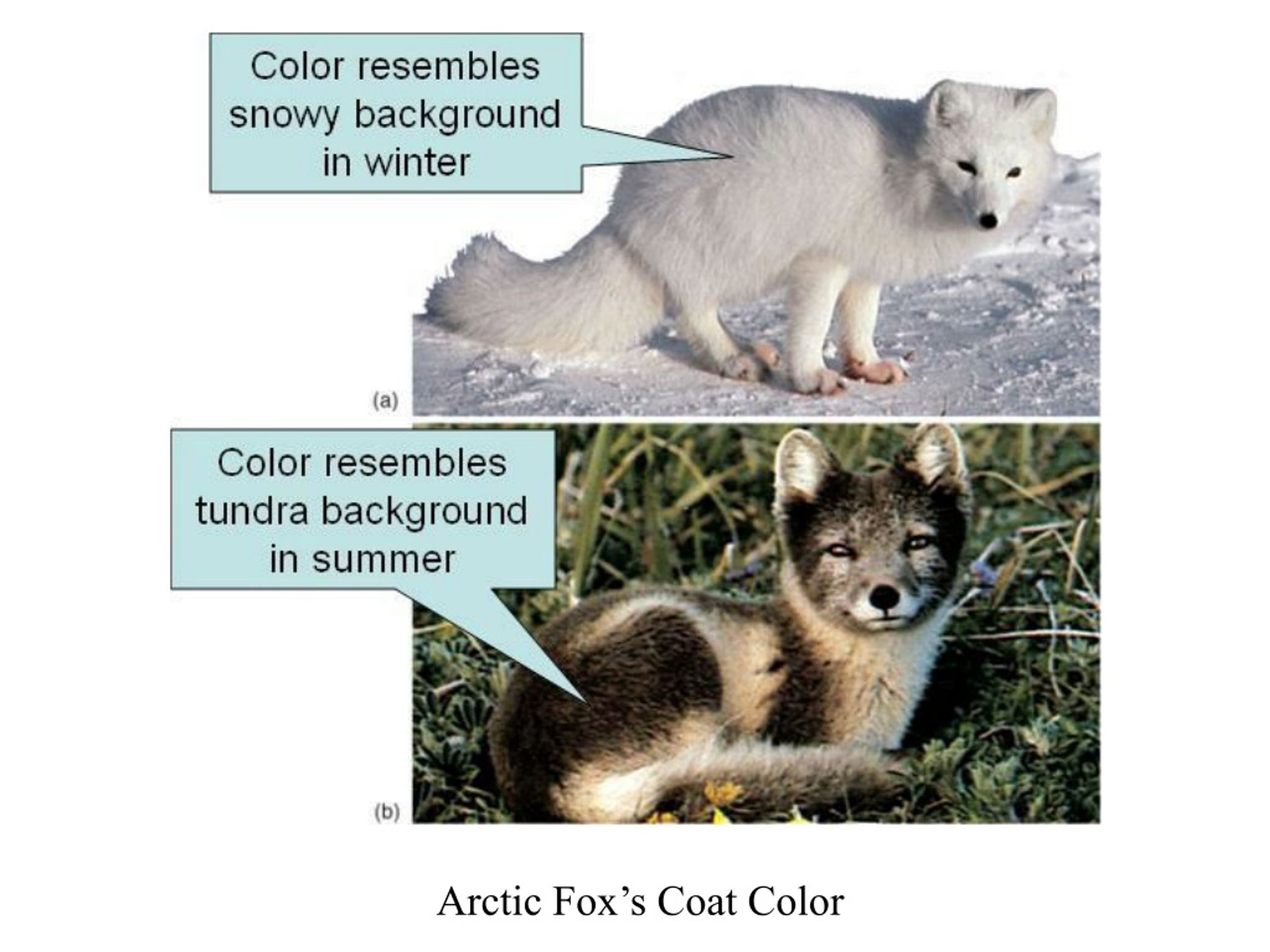 arctic-fox-s-coat-color-l.jpg