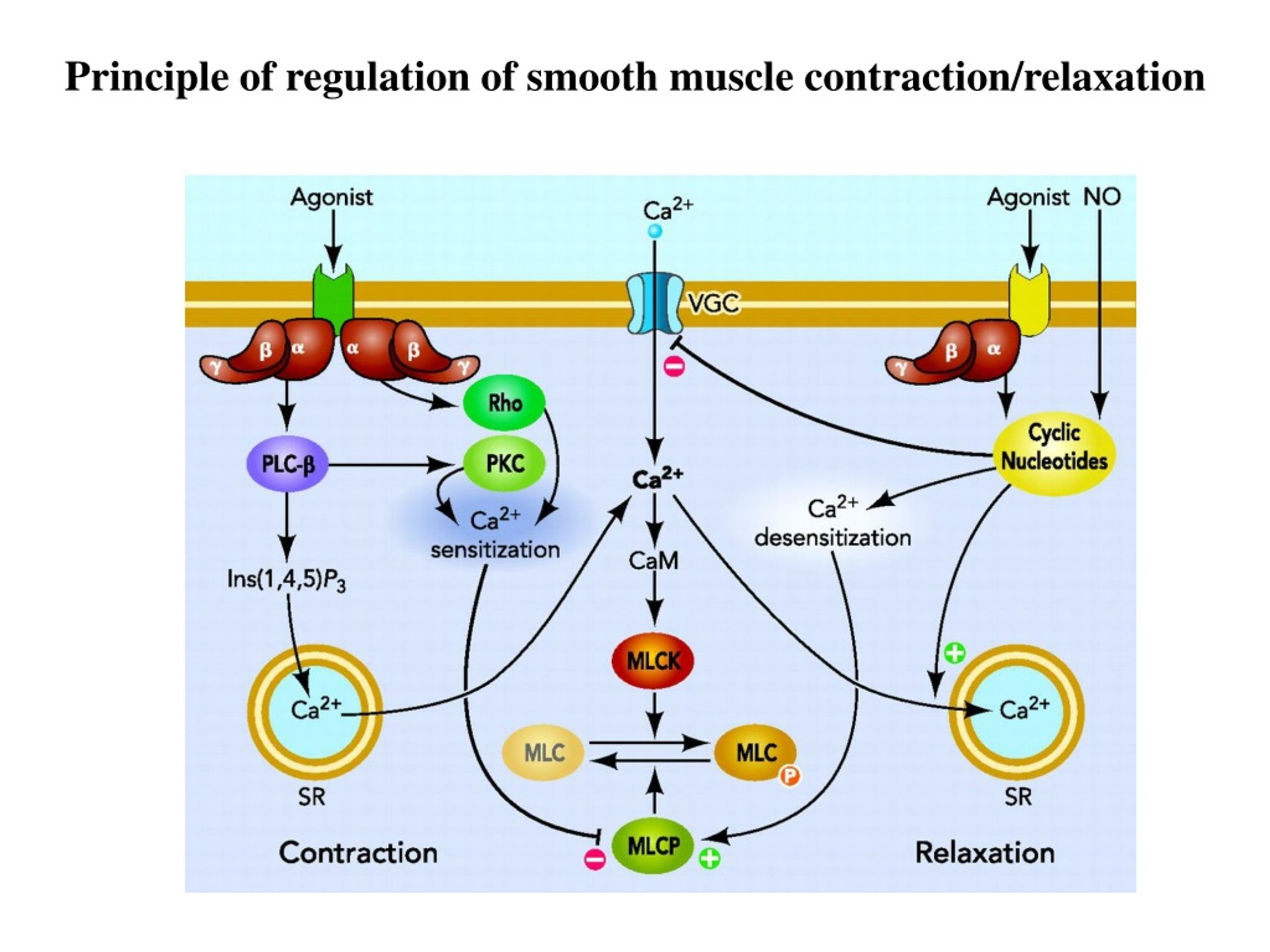 PPT - Ion Channels in Smooth Muscle Tone Regulation PowerPoint ...