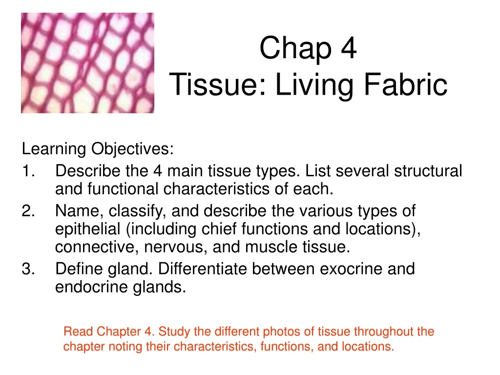 PPT - Chap 4 Tissue: Living Fabric PowerPoint Presentation, Free ...