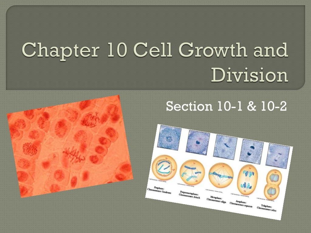 PPT - Chapter 10 Cell Growth And Division PowerPoint Presentation, Free ...