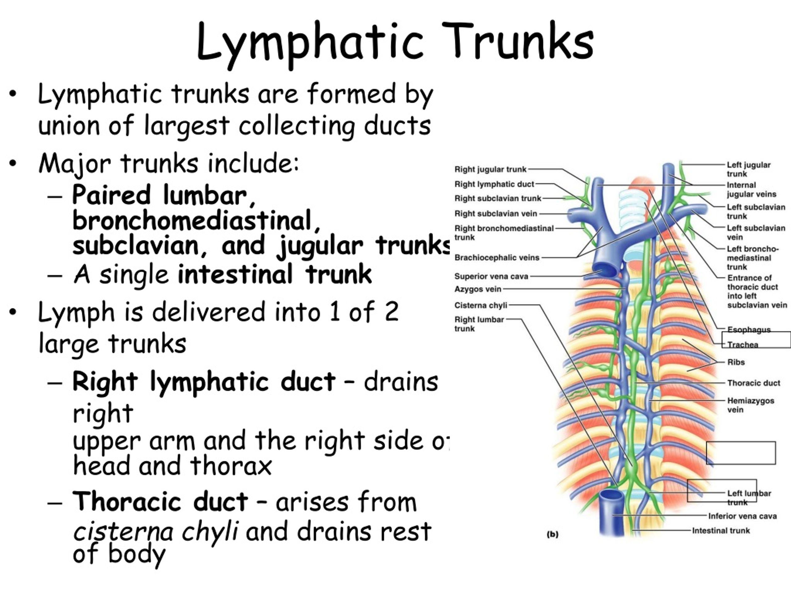 PPT - Lymphatic System: Overview PowerPoint Presentation, free download ...