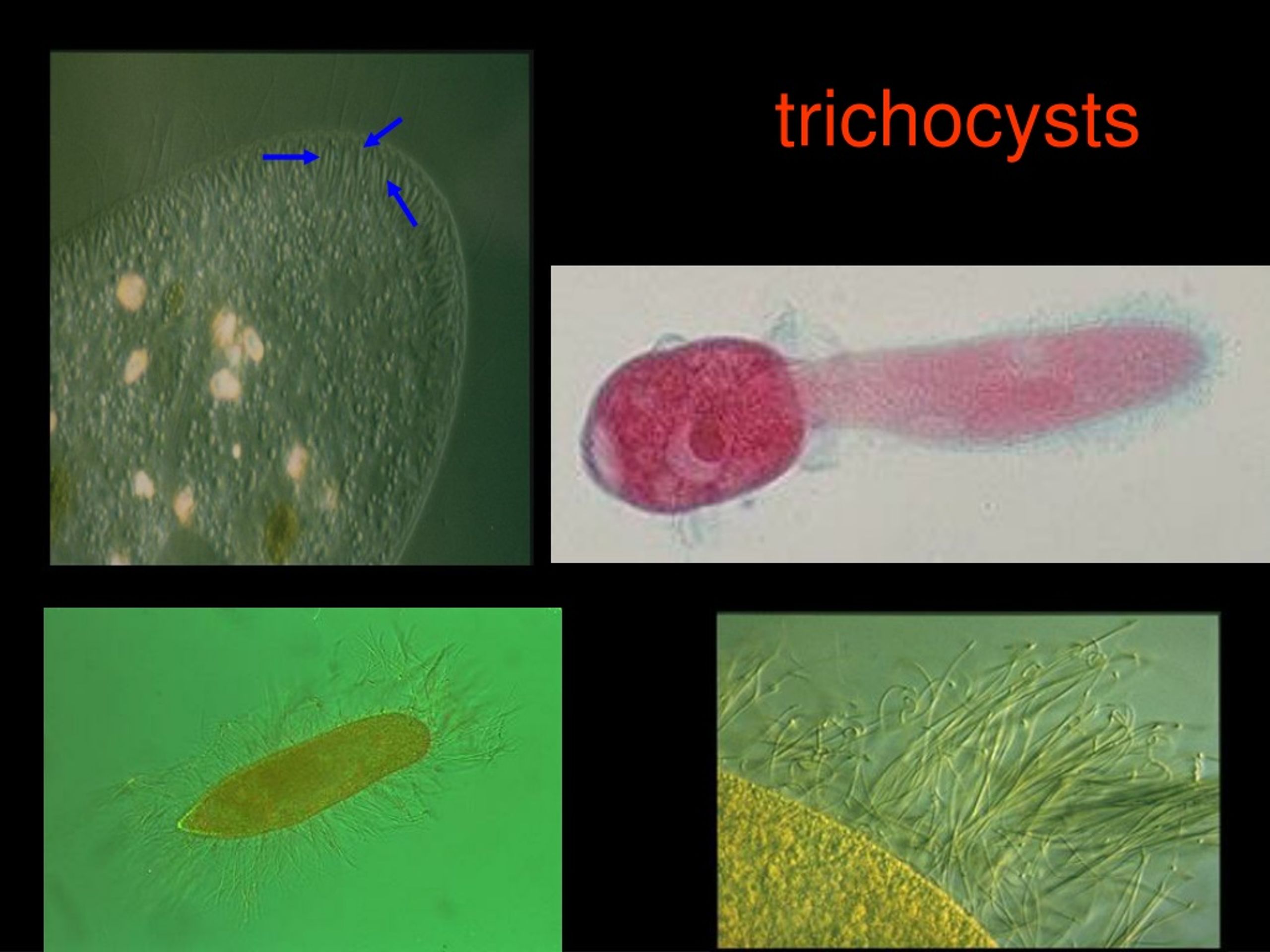 PPT Unicellular Eukaryotes Form Function And Taxonomy In 