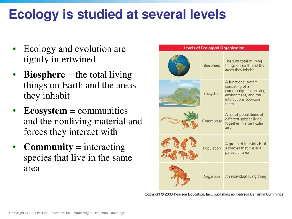 PPT - Ecology is studied at several levels PowerPoint Presentation ...