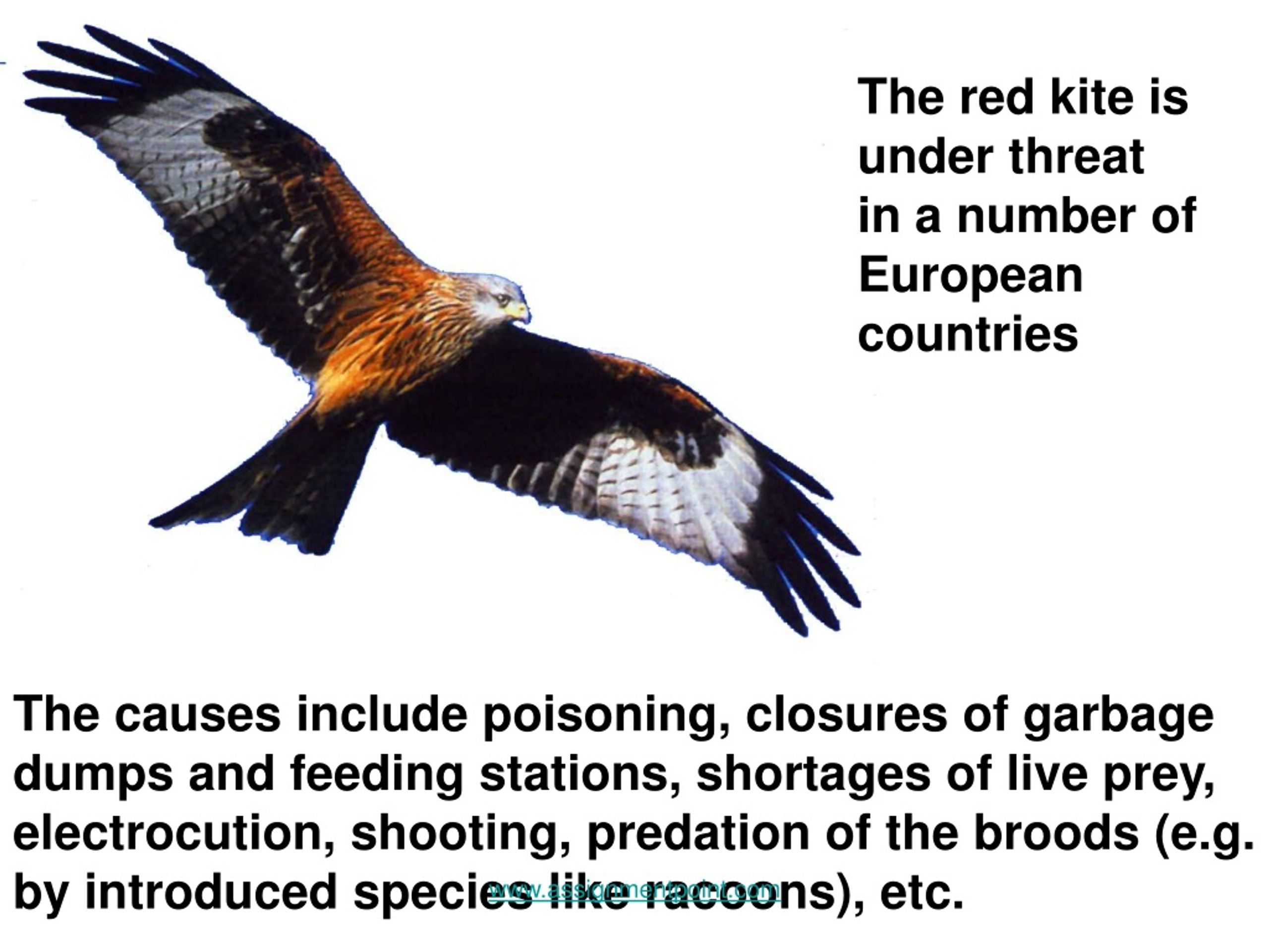 Kite перевод на русский. Under threat предложение. Предложения со словом under threat. Предложения с be under threat of. Under the threat или under threat.