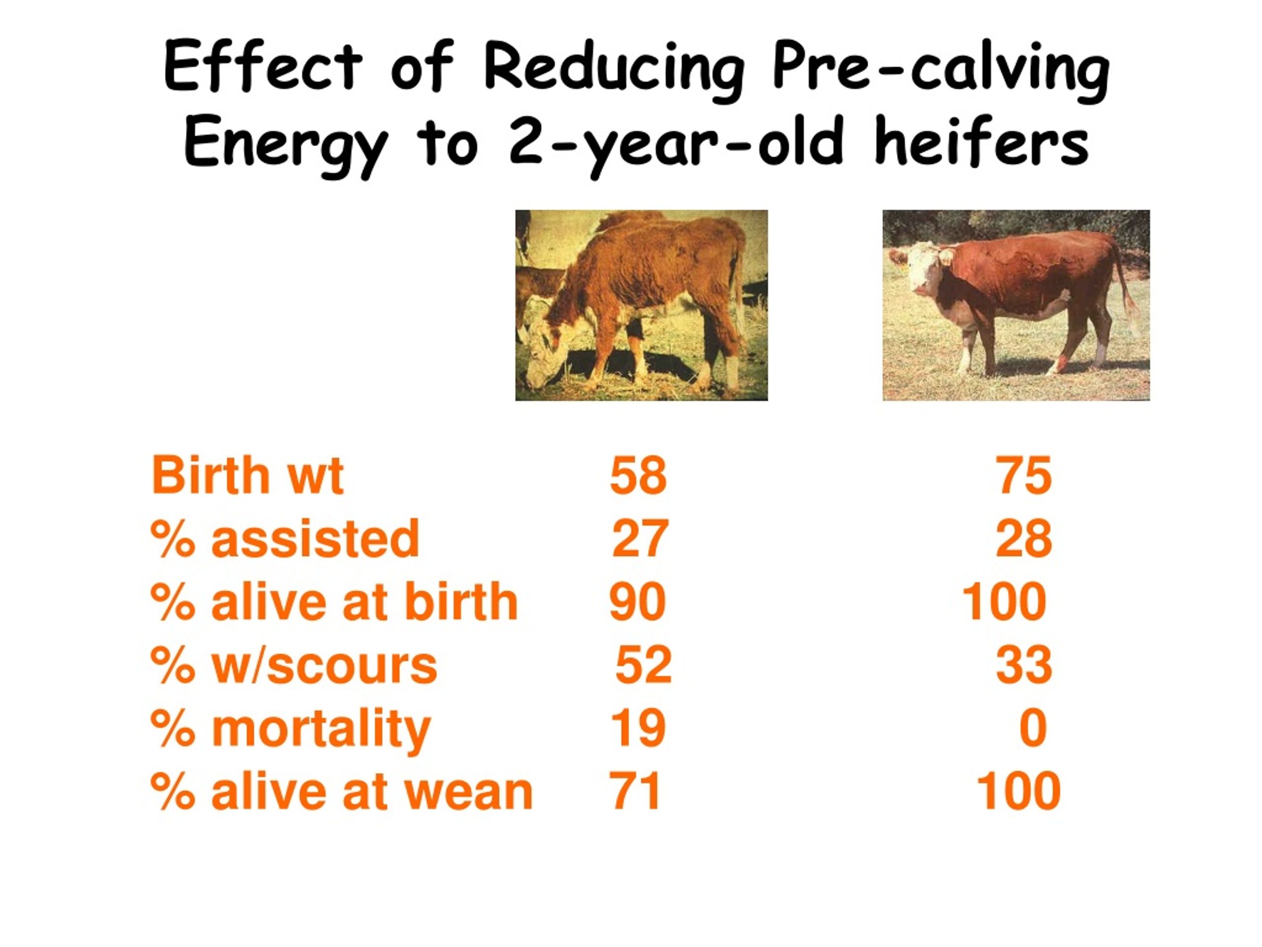 PPT - Body Condition Scoring Beef Cows PowerPoint Presentation, Free ...