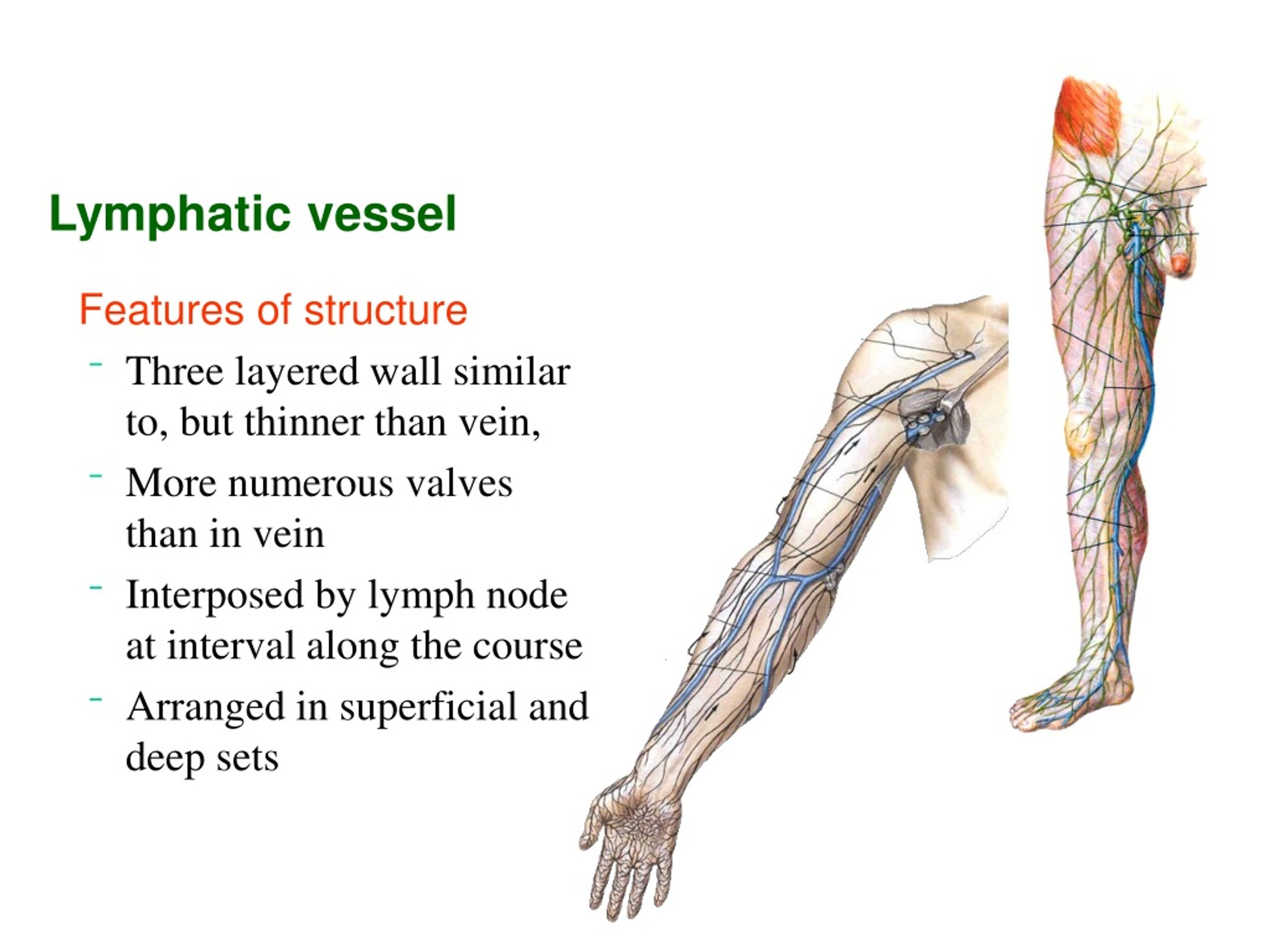 PPT - the lymphatic system PowerPoint Presentation, free download - ID