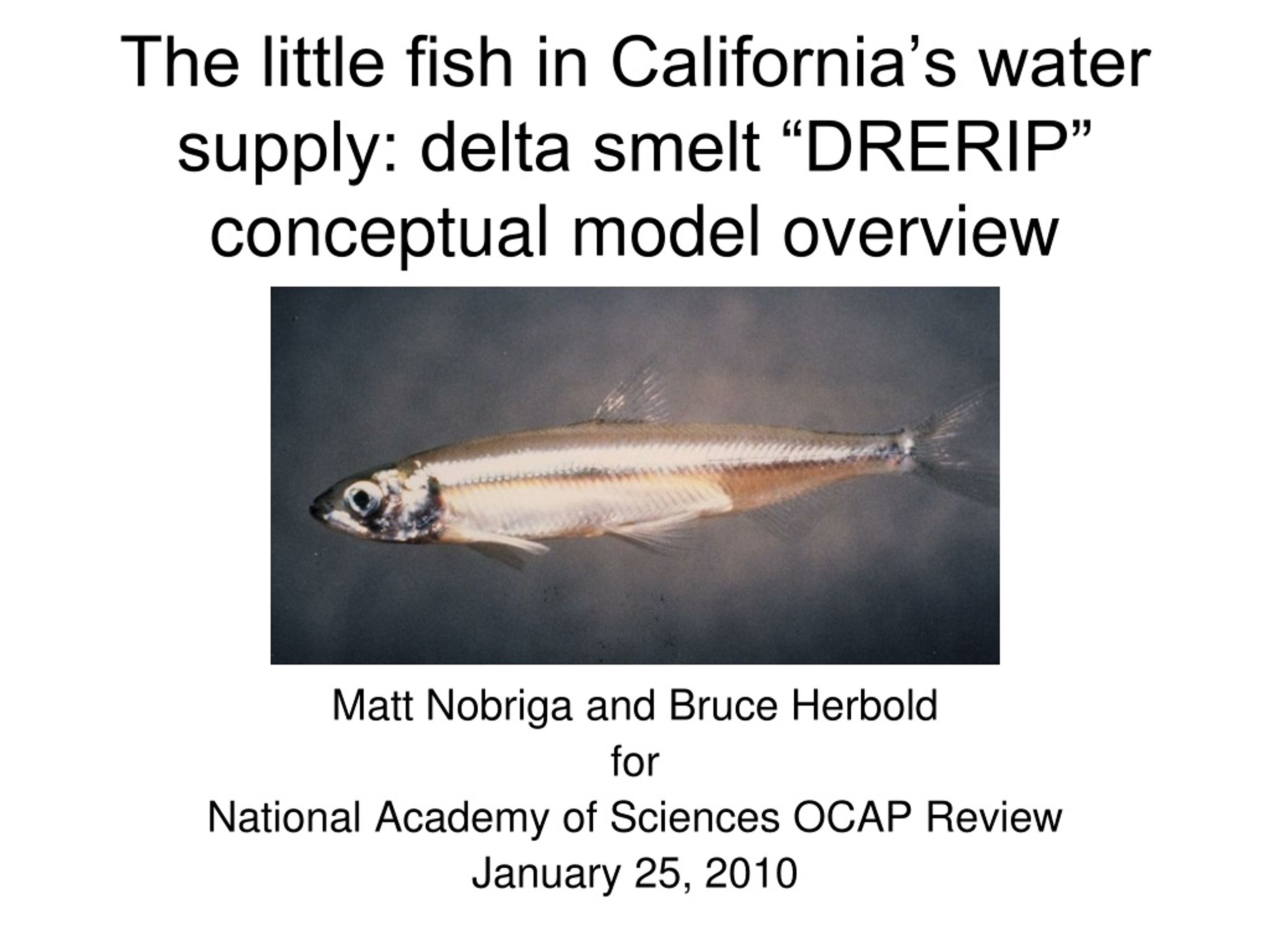 PPT - The little fish in California's water supply: delta smelt “DRERIP”  conceptual model overview PowerPoint Presentation - ID:9207319