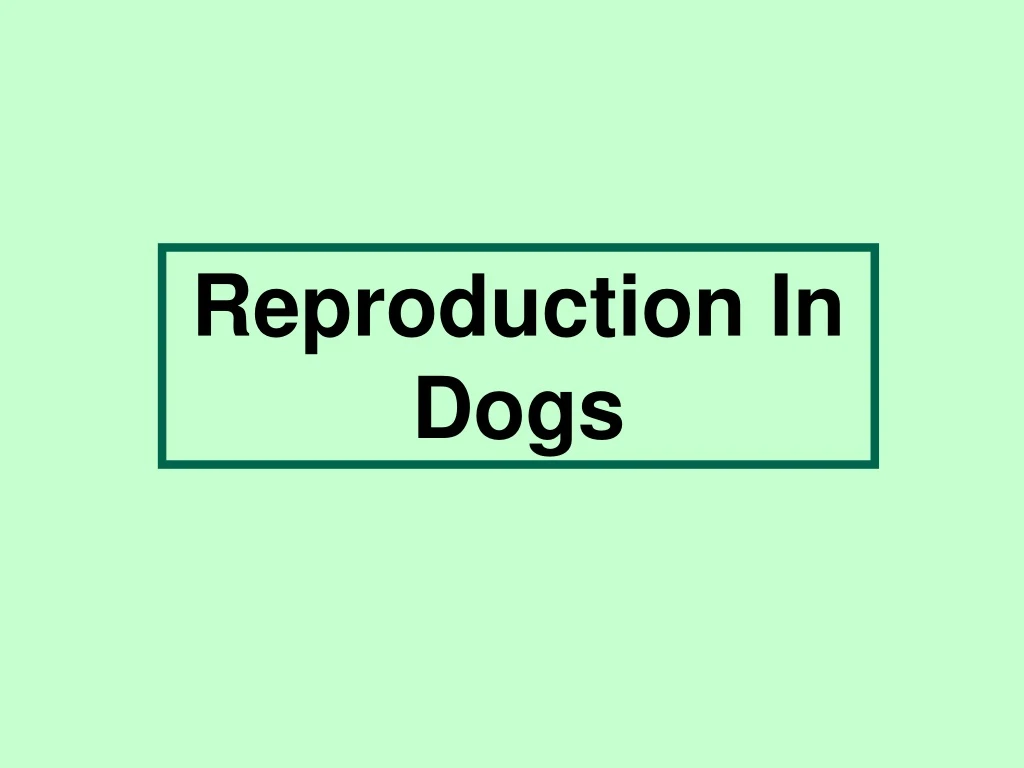 PPT - Reproduction In Dogs PowerPoint Presentation, free download - ID