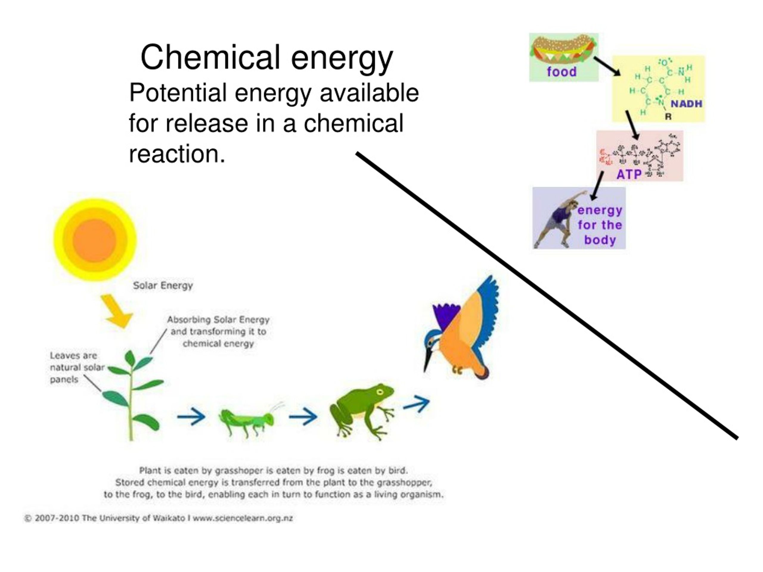 PPT - Organization of the Chemistry of Life into Metabolic Pathways ...