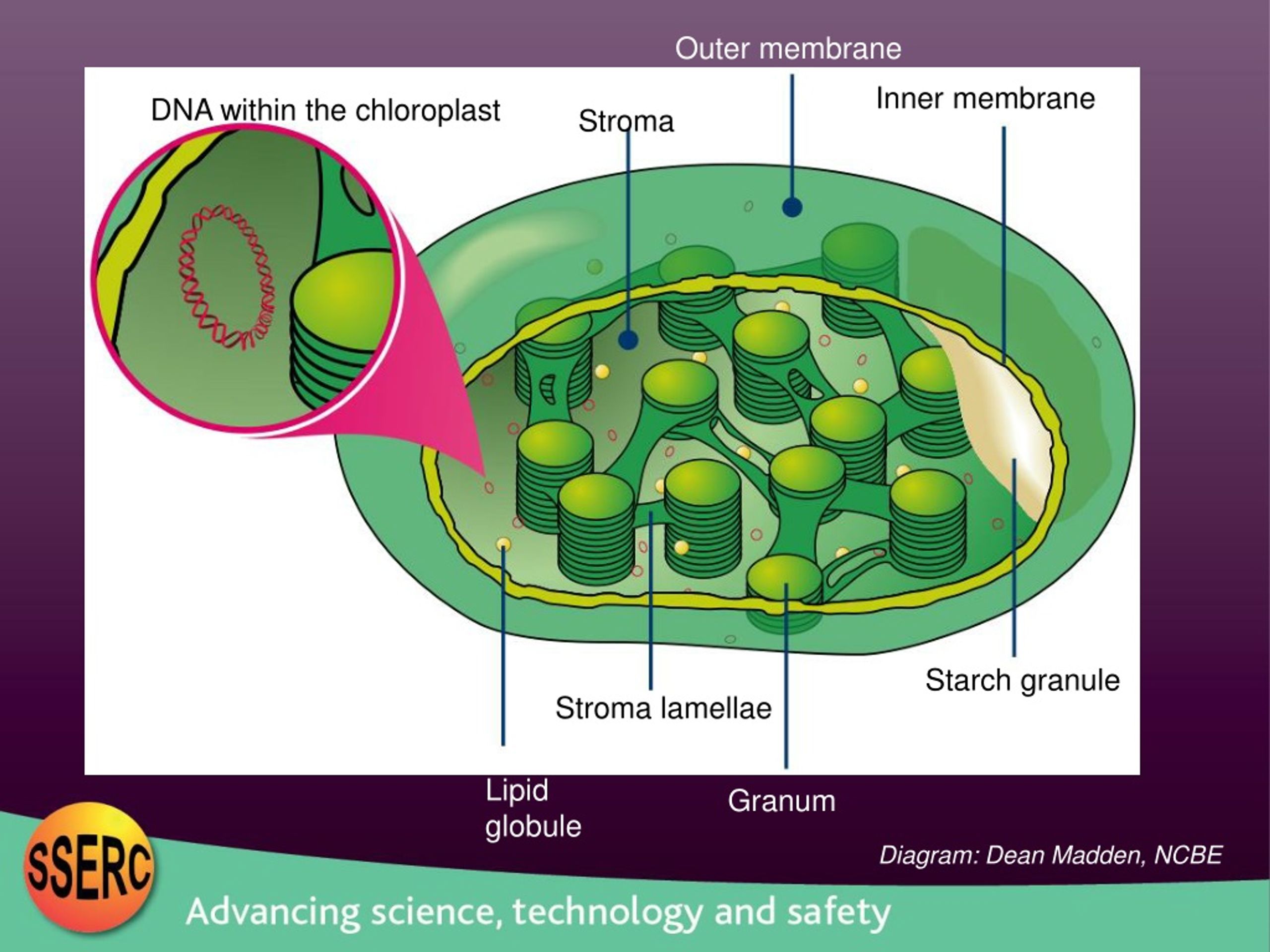 В хлоропластах синтезируется. Строение хлоропласта. Chloroplast DNA. ДНК хлоропластов. Строма хлоропласта.