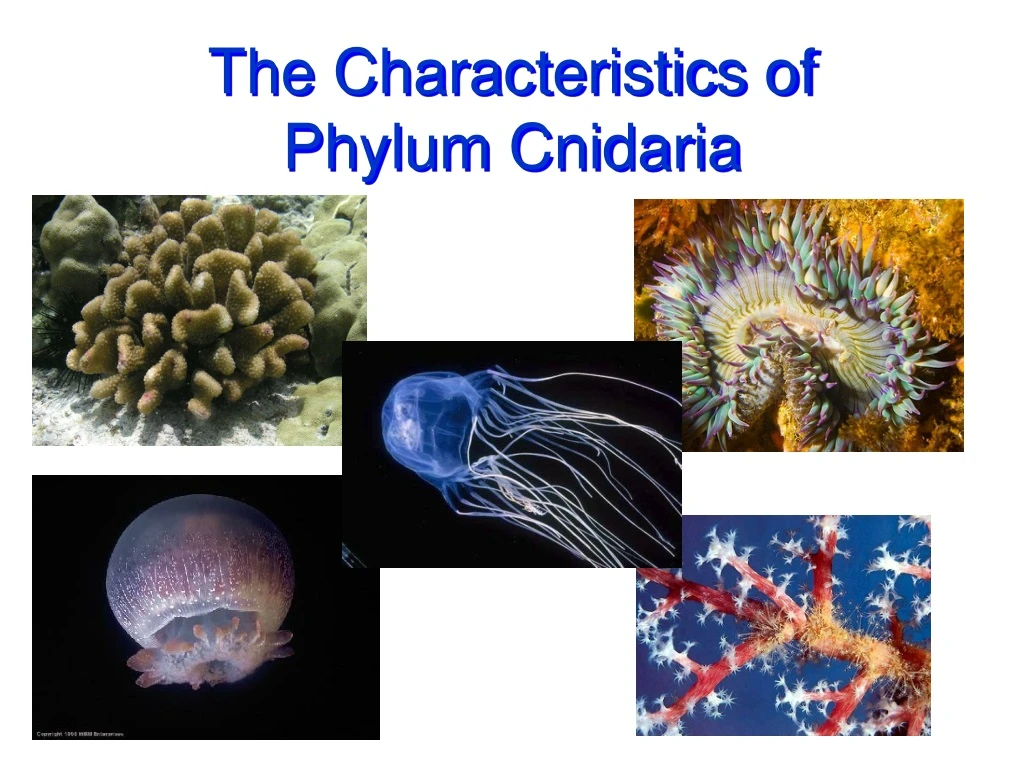 Ppt The Characteristics Of Phylum Cnidaria Powerpoint Presentation