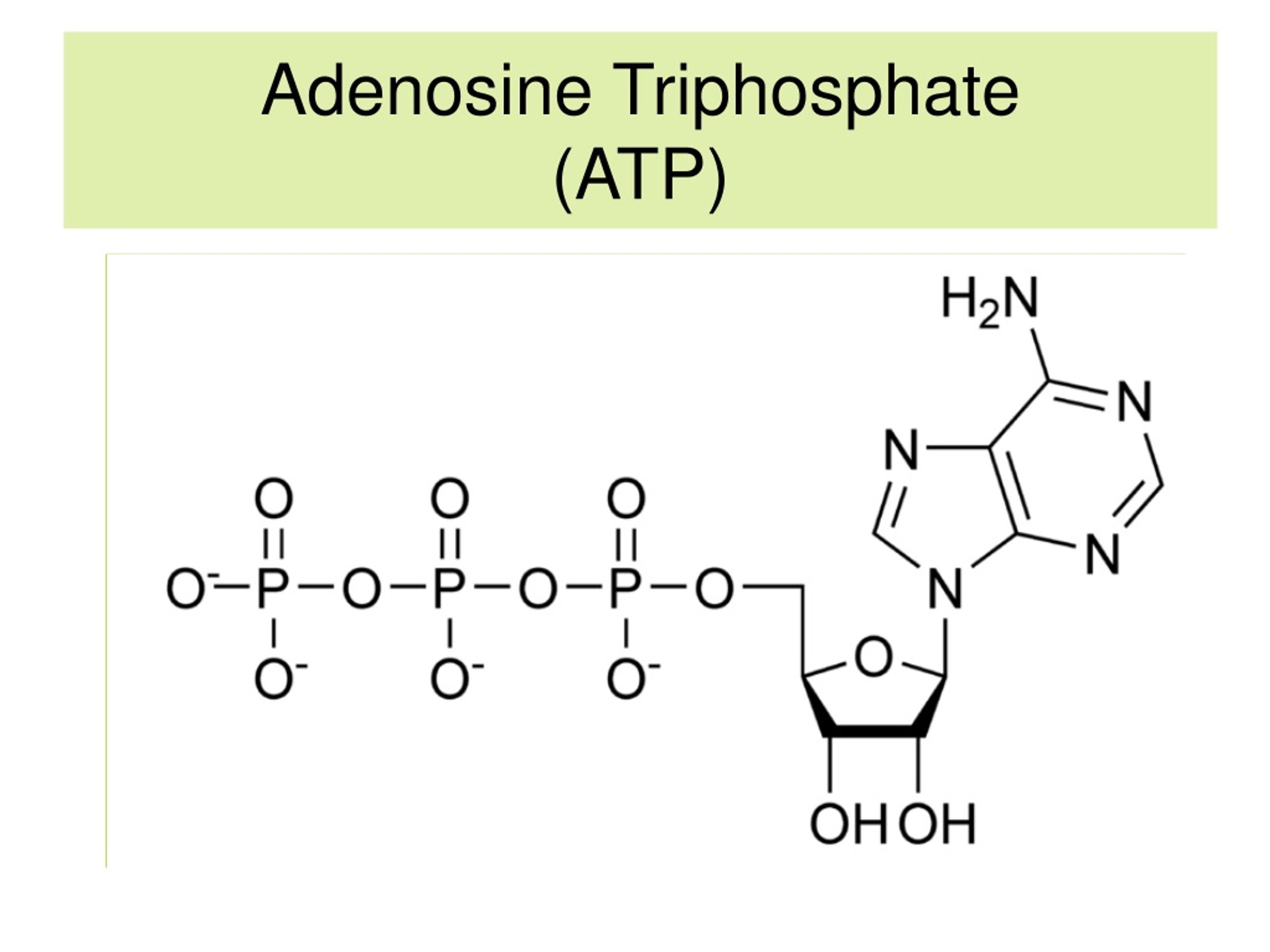 Аденозин. Adenosine triphosphate. Аденозин 5 трифосфат. Аденозин-3 -фосфат. Аденозин формула.