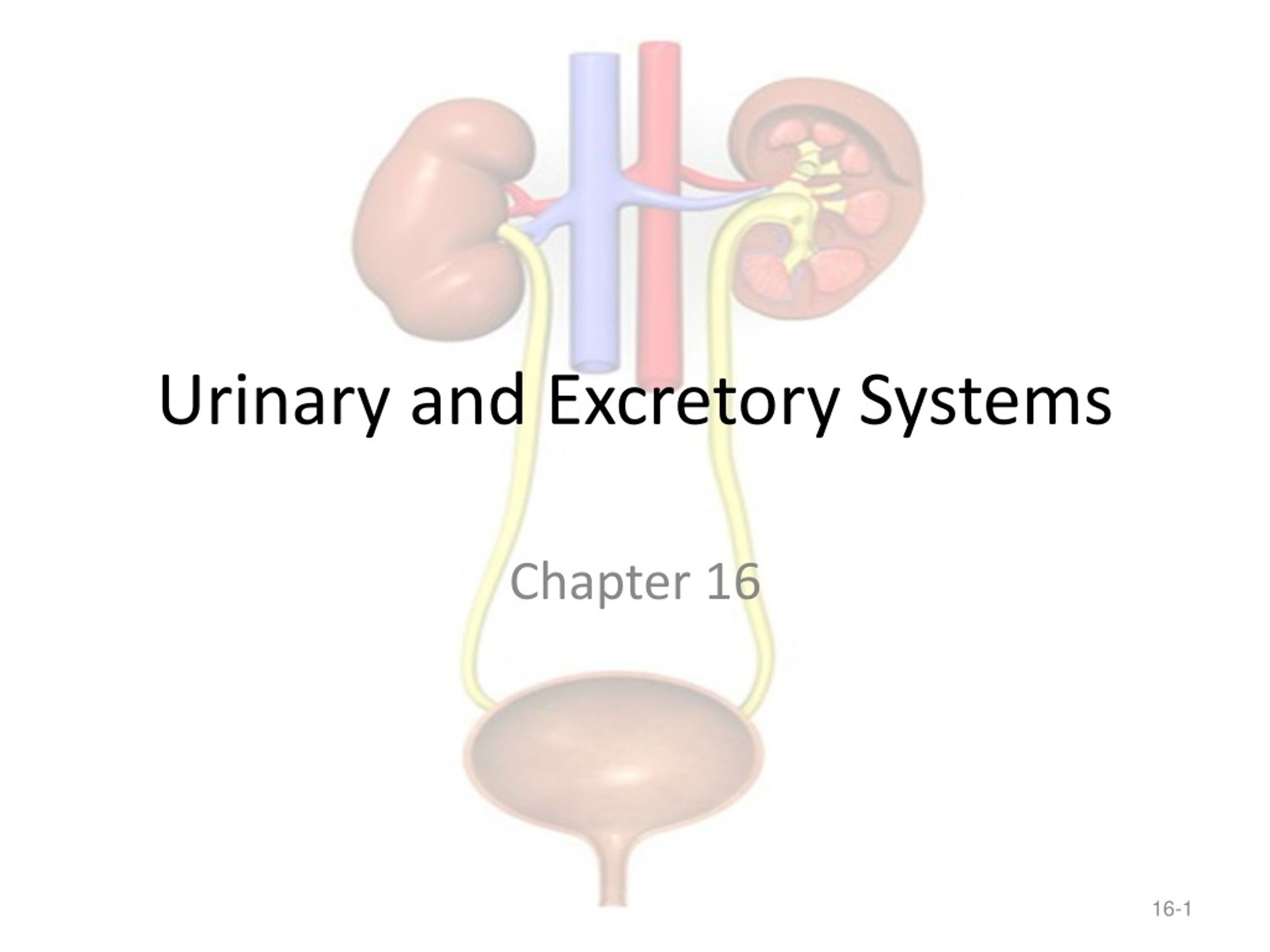 PPT - Urinary and Excretory Systems PowerPoint Presentation, free ...