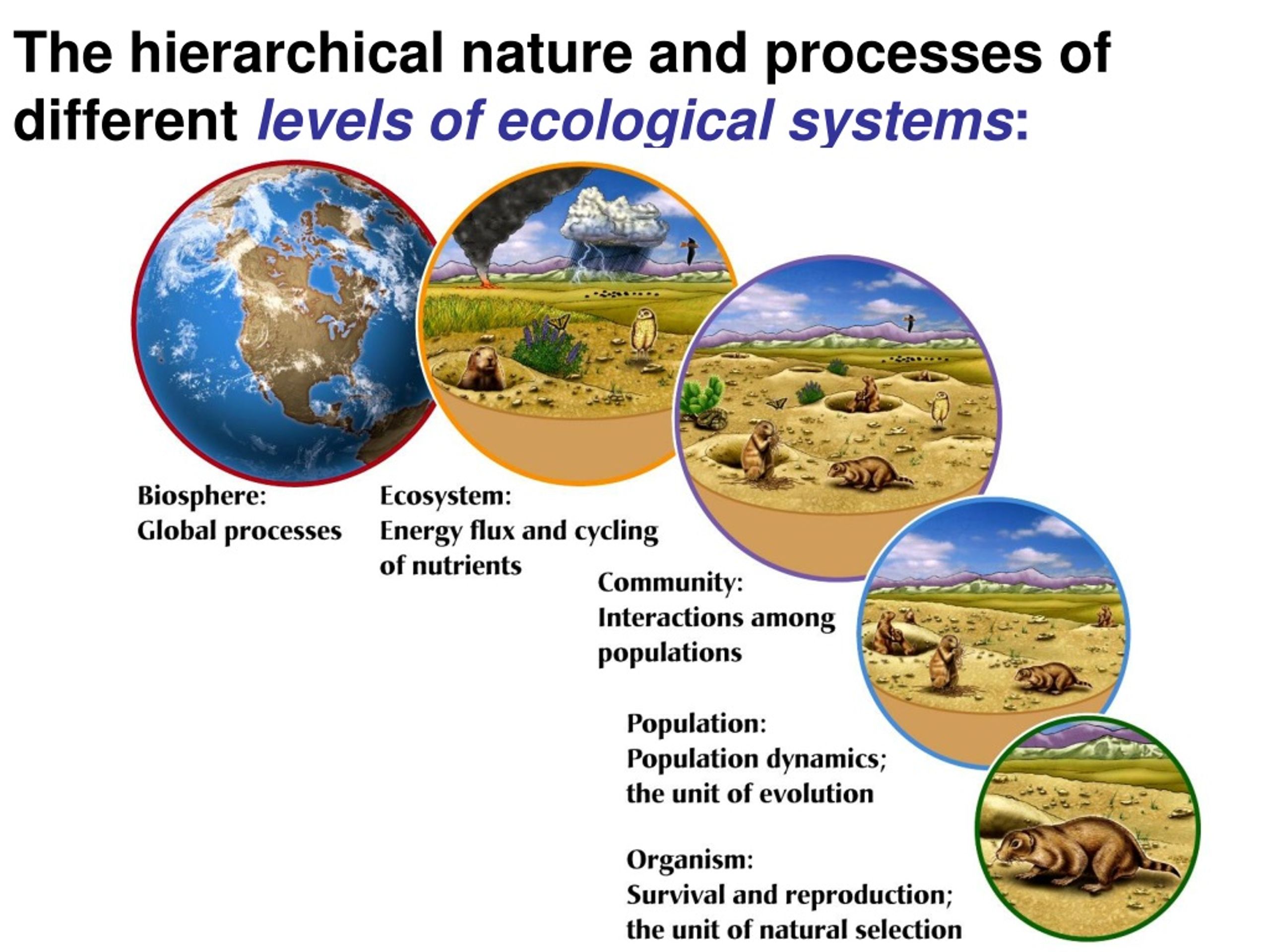 PPT The hierarchical nature and processes of different levels of