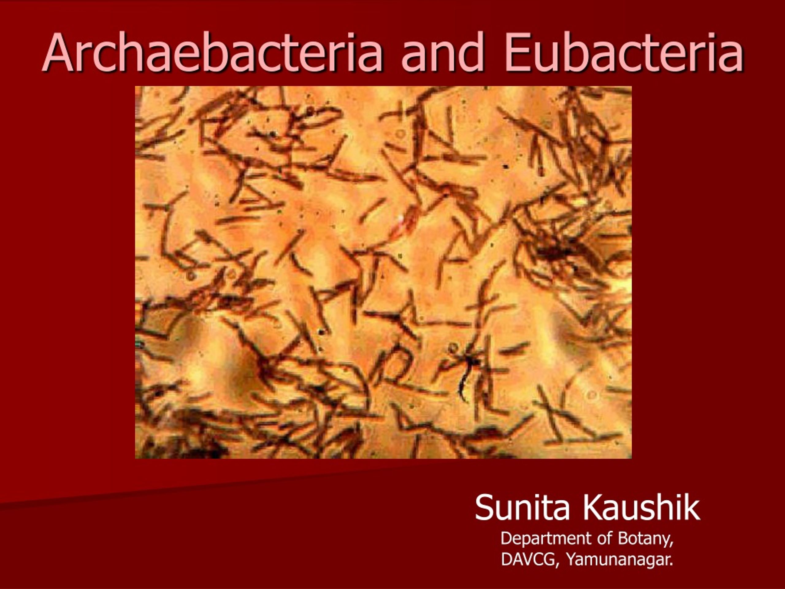 Ppt Archaebacteria And Eubacteria Powerpoint Presentation Free Download Id9213190 