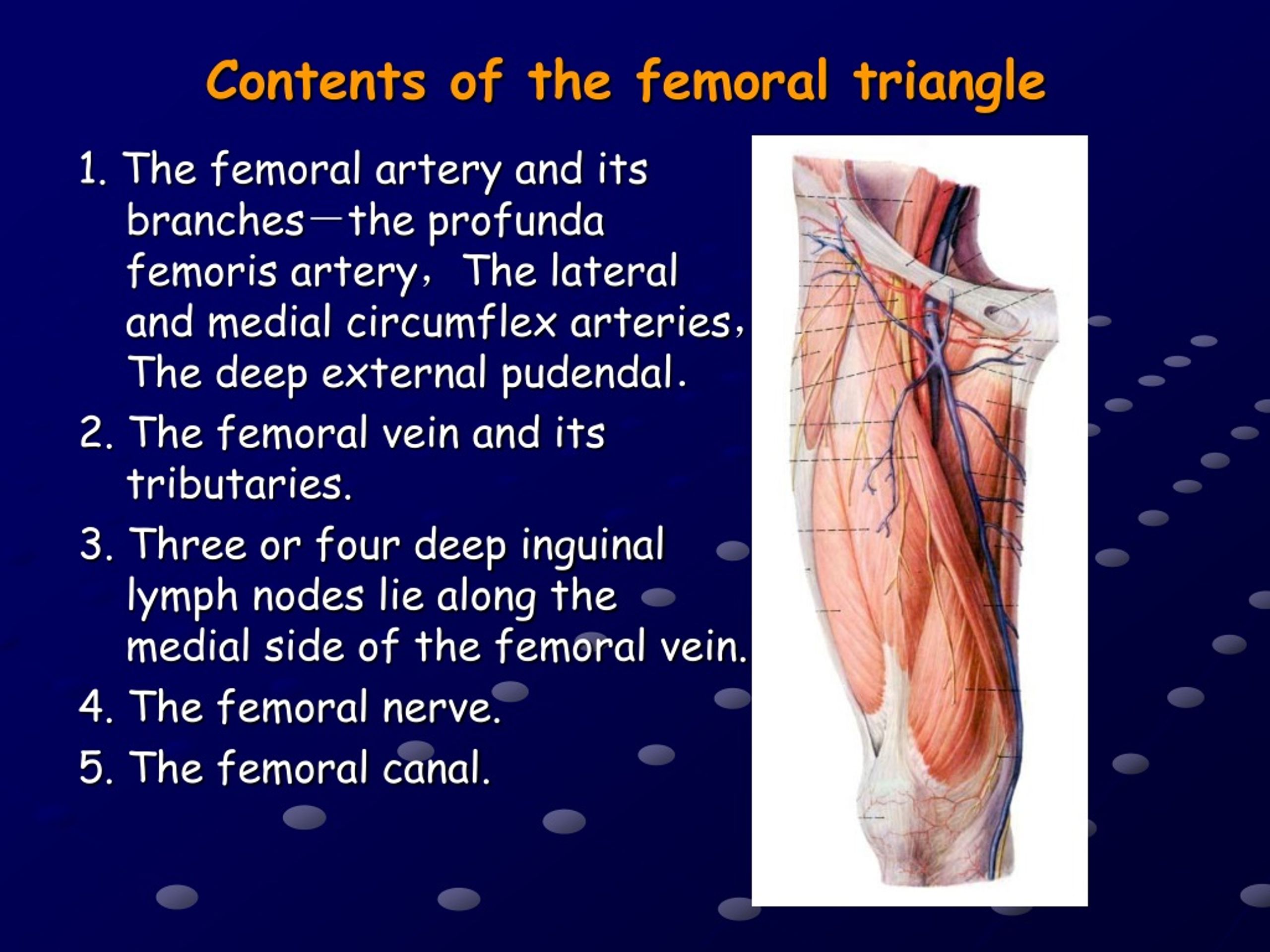 Ppt The Anterior And Medial Regions Of The Thigh Powerpoint Presentation Id9213222 8813