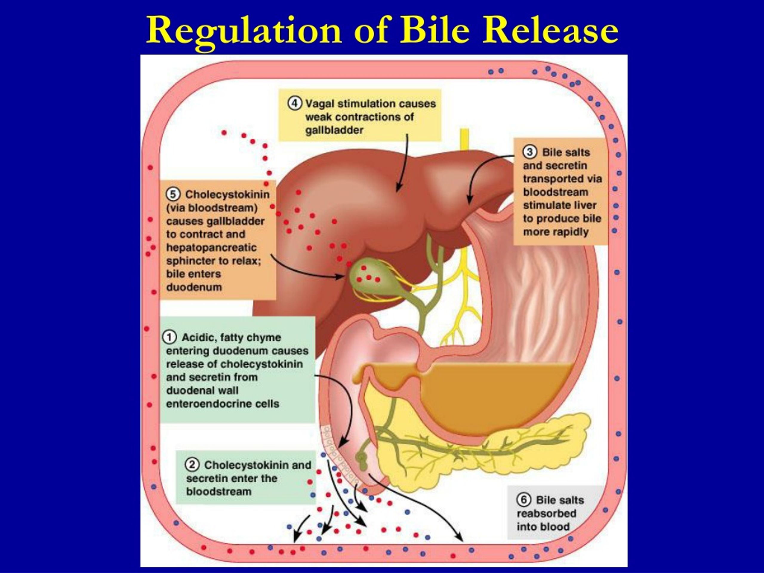 Ppt Secretion Of Bile By The Liver Functions Of The Biliary Tree