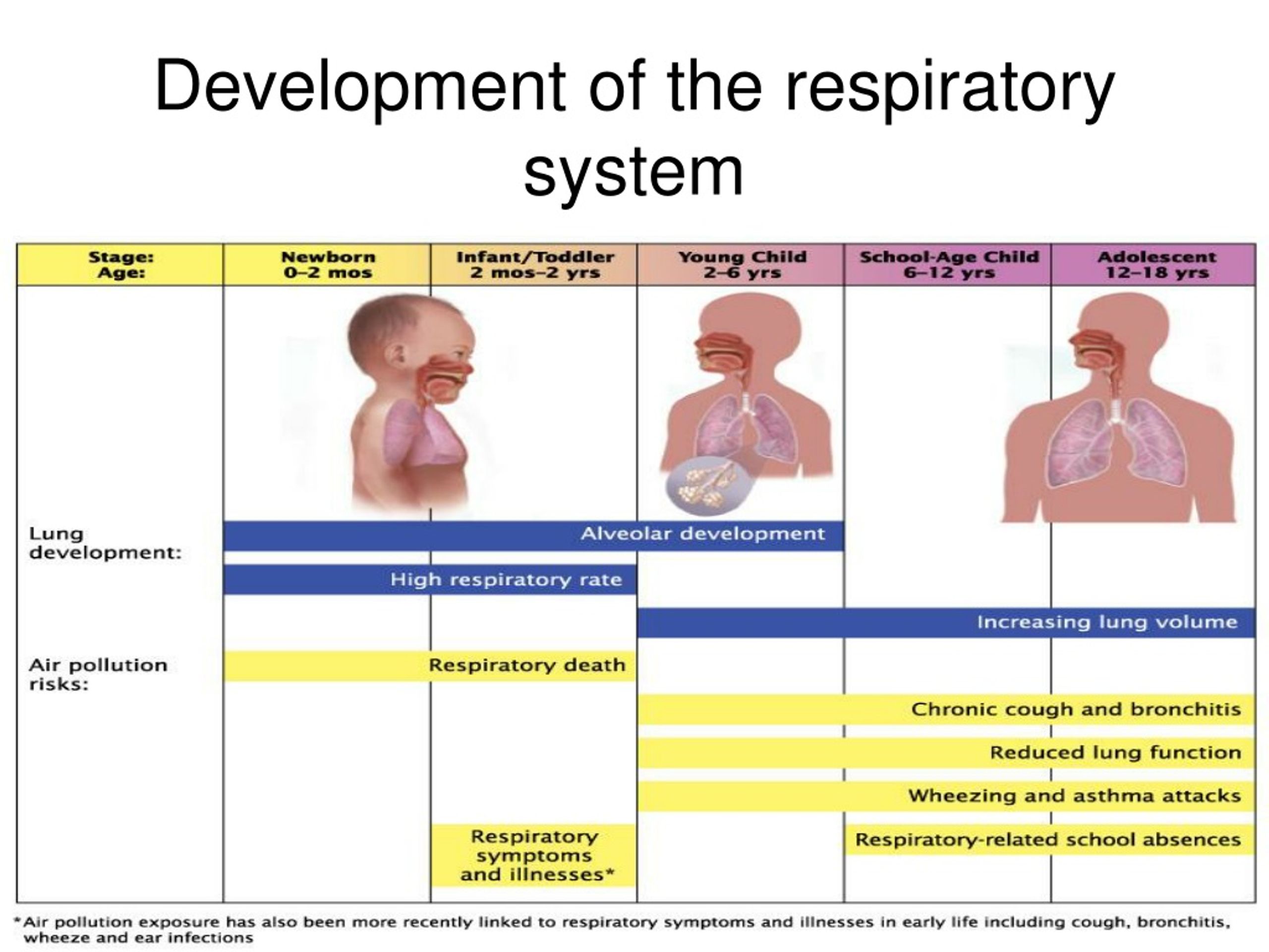 Ppt Respiratory System Anatomical And Physiological Differences