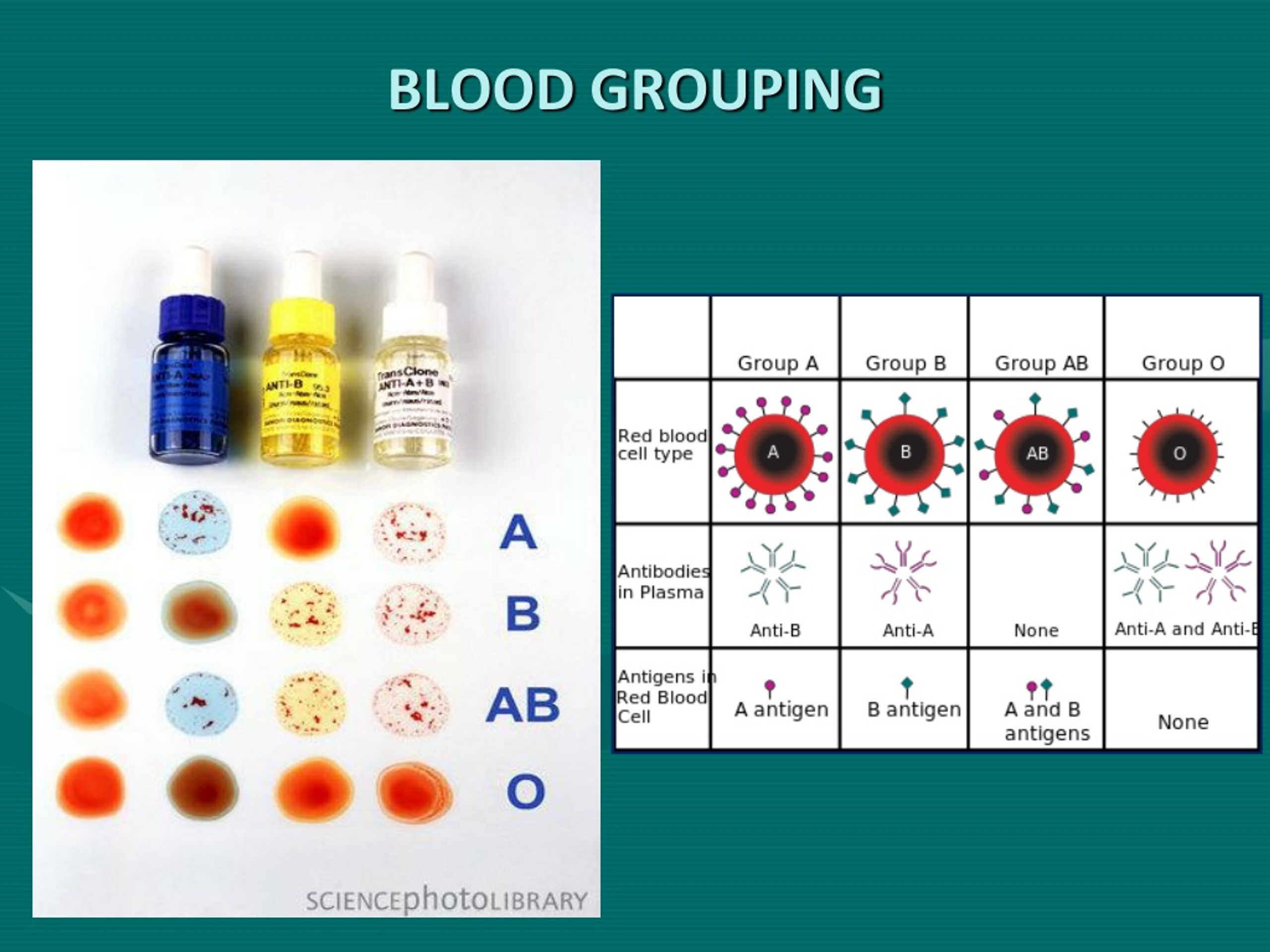 PPT - BLOOD TRANSFUSION AND TRANSFUSION REACTIONS PowerPoint ...