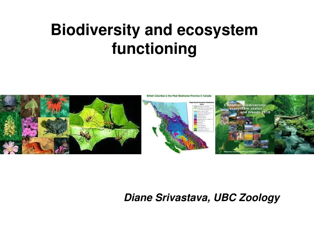PPT - Biodiversity and ecosystem functioning PowerPoint Presentation ...