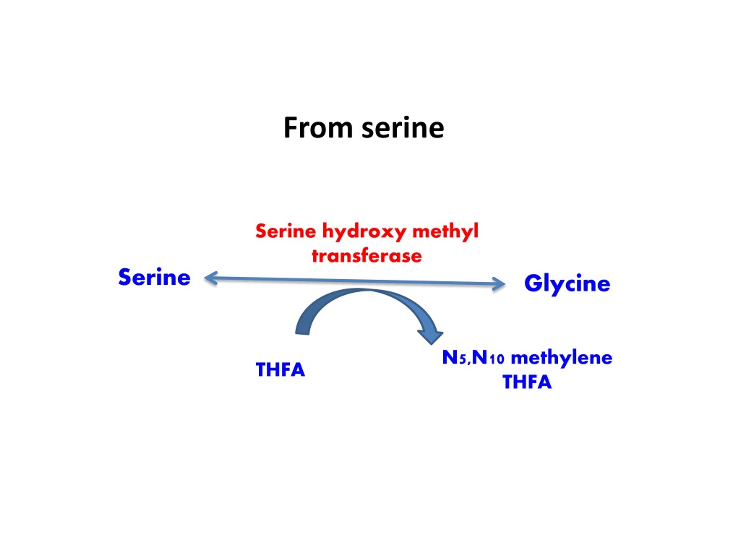 PPT Glycine Metabolism Overview Synthesis Degradation Specialized 