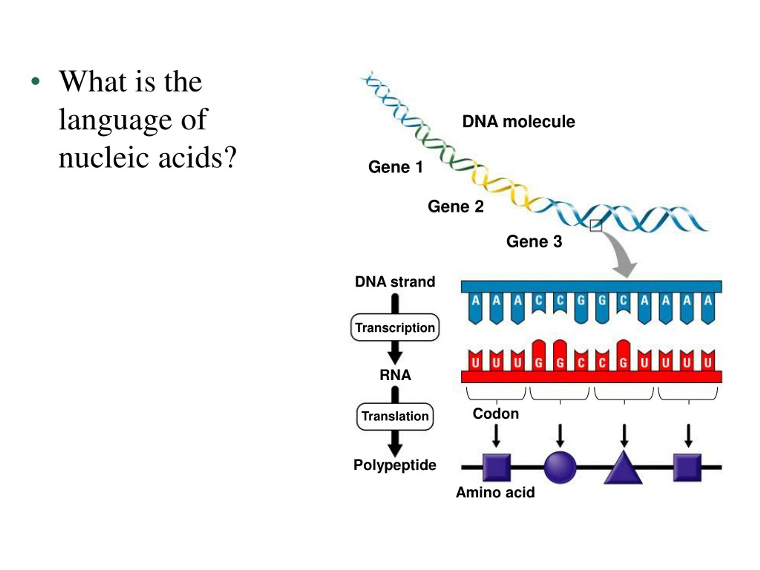 1 ген 1 полипептид. Аминокислоты ДНК. Nucleotide sequence. Аминокислоты ДНК Янтор. Amino acids DNA.