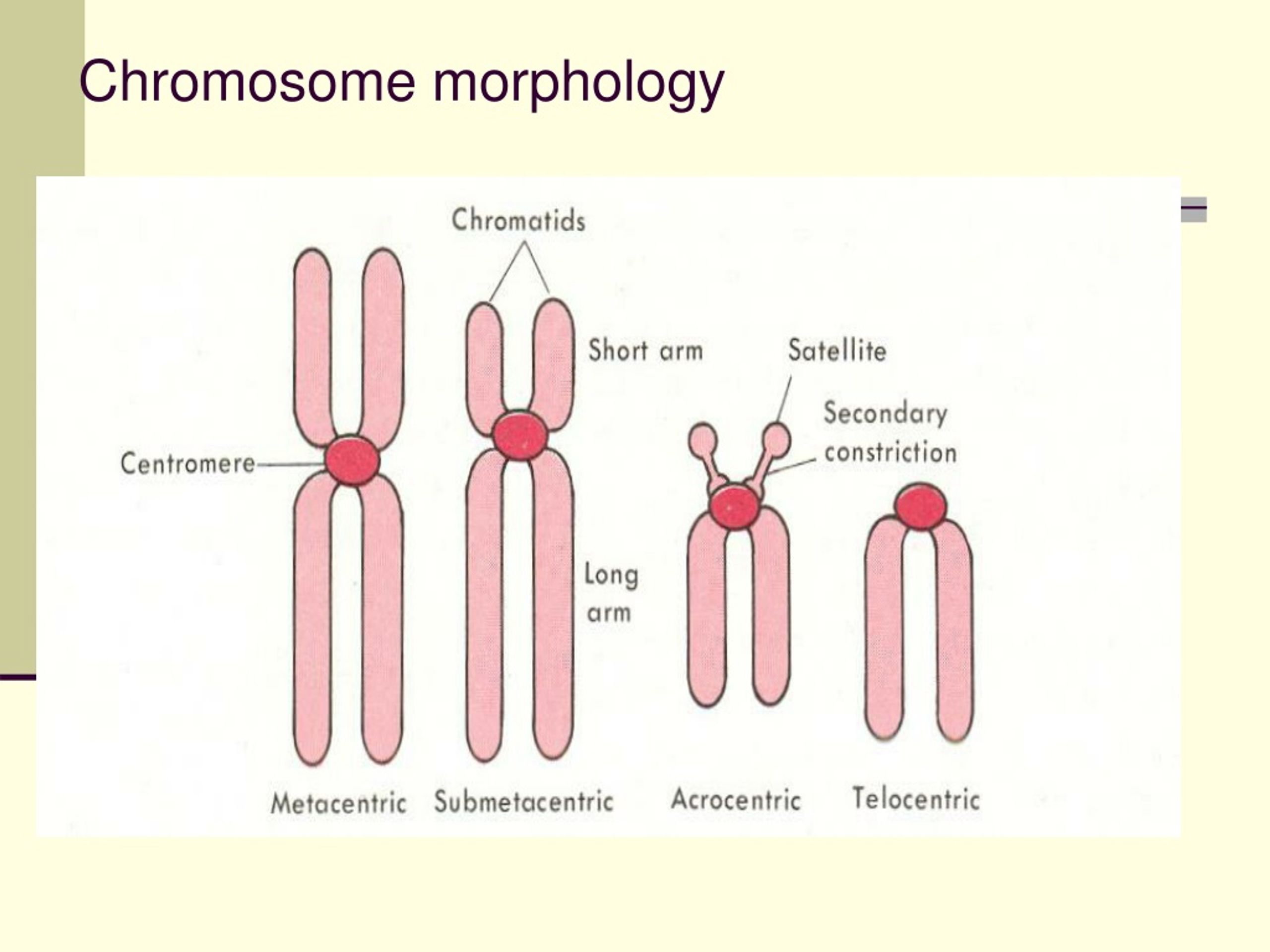 PPT Cytogenetics Integrated Laboratory Of Molecular Cytogenetics PowerPoint Presentation