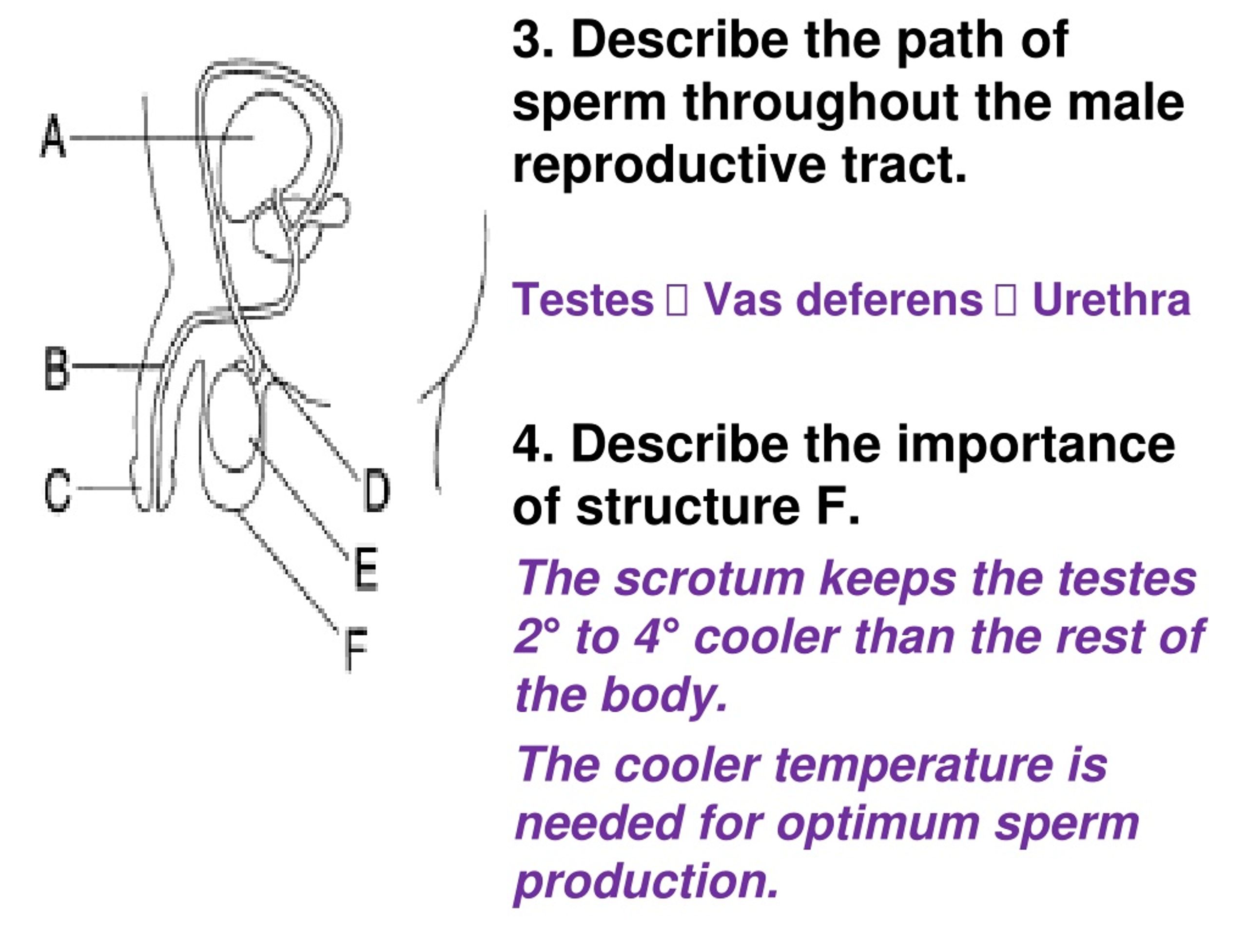 PPT - Topic : Reproduction Aim : Describe the developmental patterns of