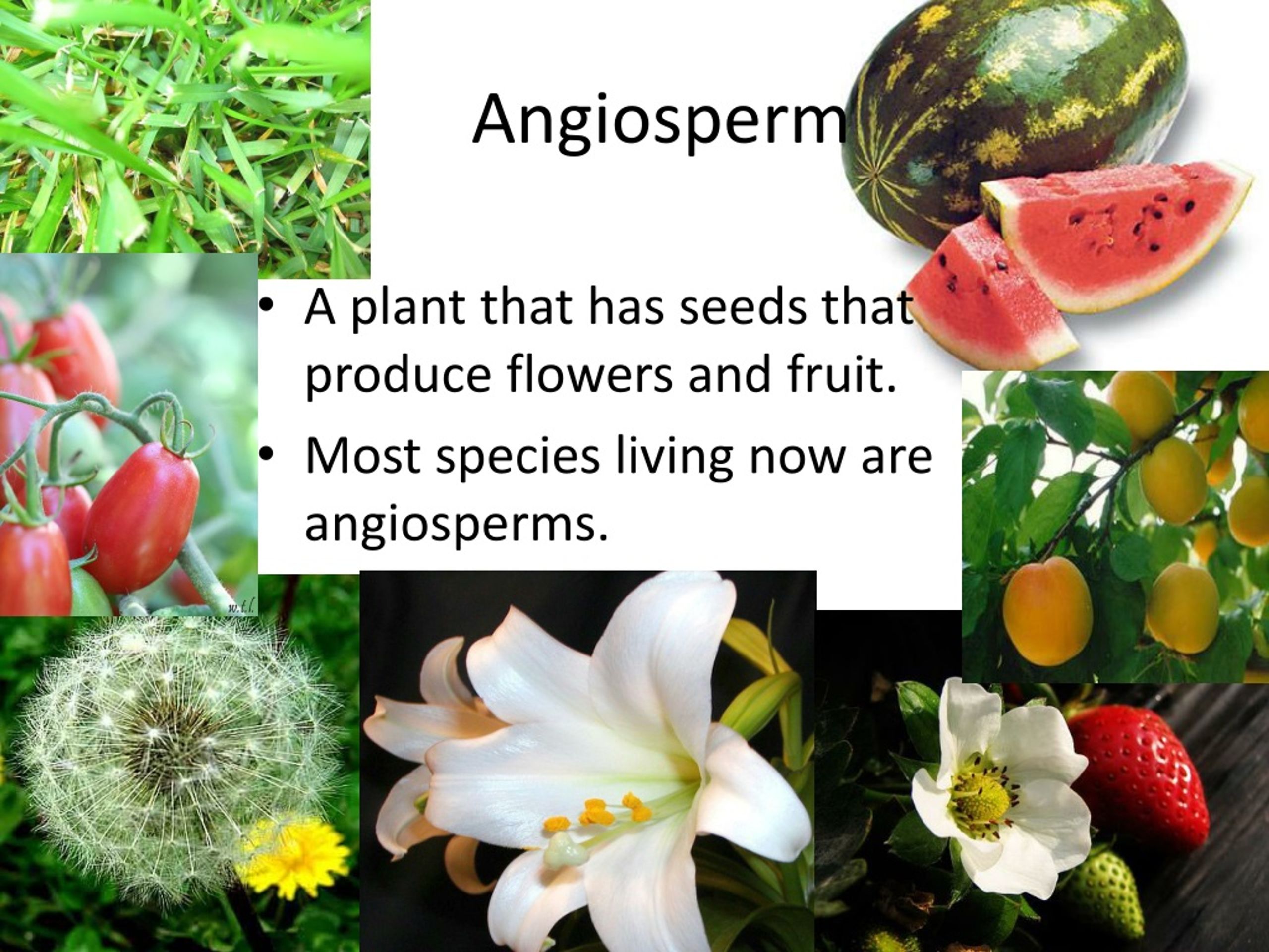 PPT - Plant Reproduction PowerPoint Presentation, Free Download - ID ...