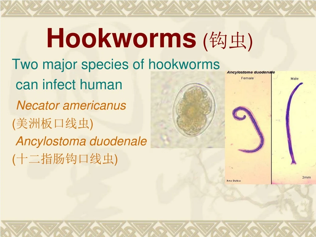 Ppt Hookworms 钩虫 Powerpoint Presentation Free Download Id9219785 