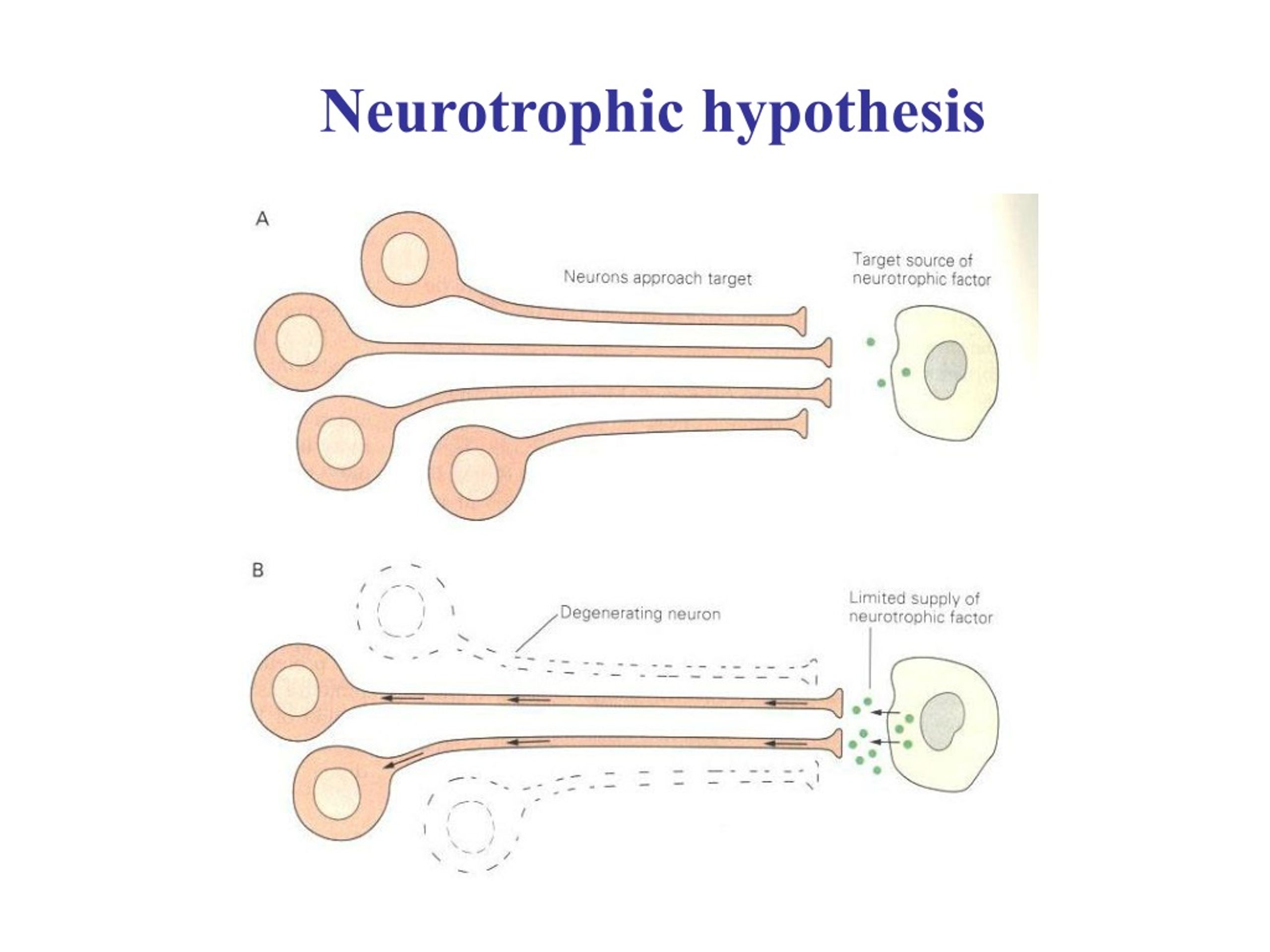 neurotrophic hypothesis means