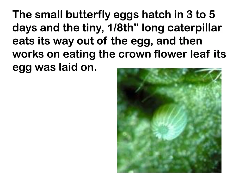 the small butterfly eggs hatch in 3 to 5 days n.