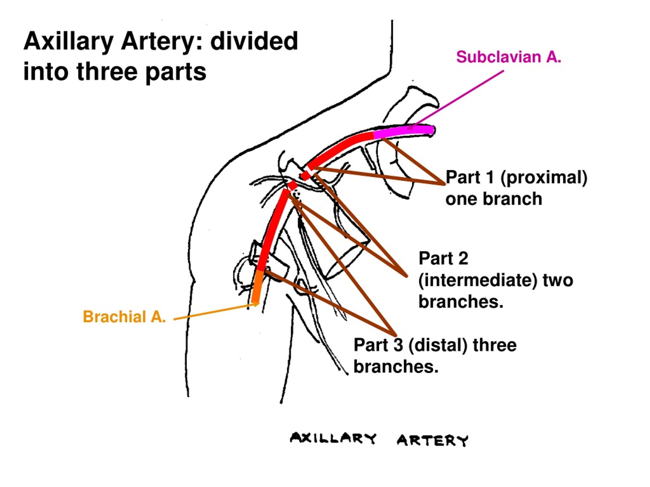 Into parts. Axillary artery. Subclavian artery Parts. Axillary artery subclavian artery. Brachial artery Branches.