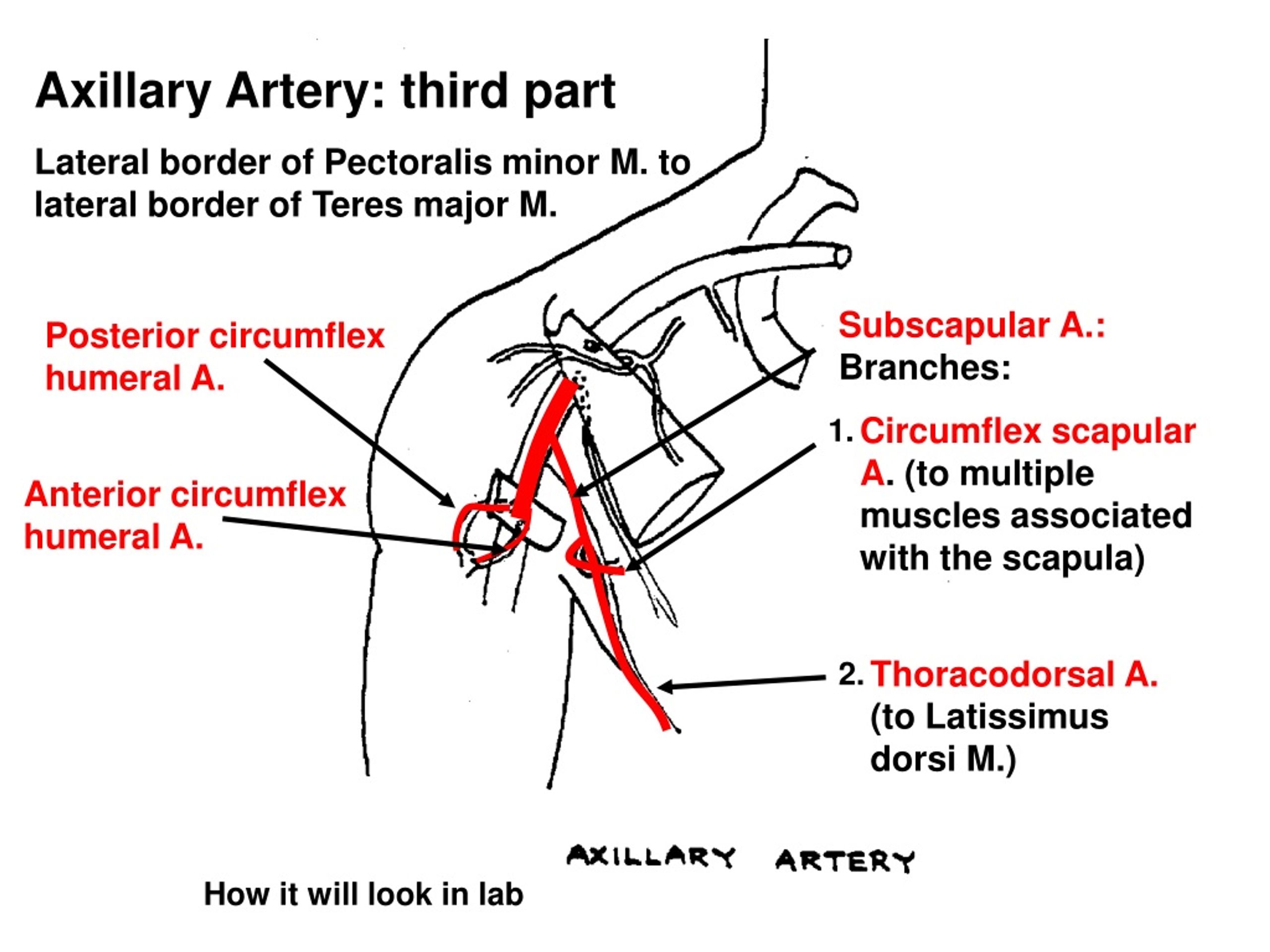 A circumflexa humeri posterior. Axillary artery. Axillary artery and Branches. Third Part of axillary artery. Axillary artery and its arteries.